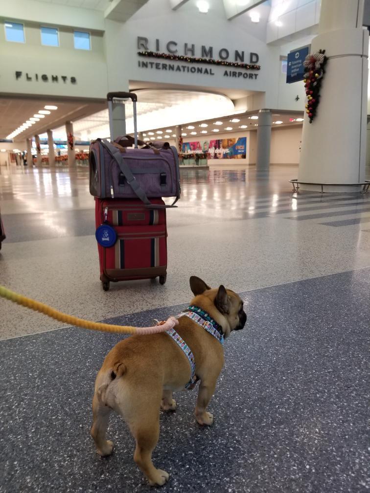 Mr. Peanut's Gold Series Standard Size Airline Compliant Pet Carrier - gallery image 15