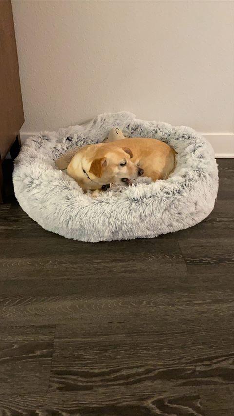Mr. Peanut's 28" OrthoPlush� Pet Bed - Snowflake White Two Tone - gallery image 18