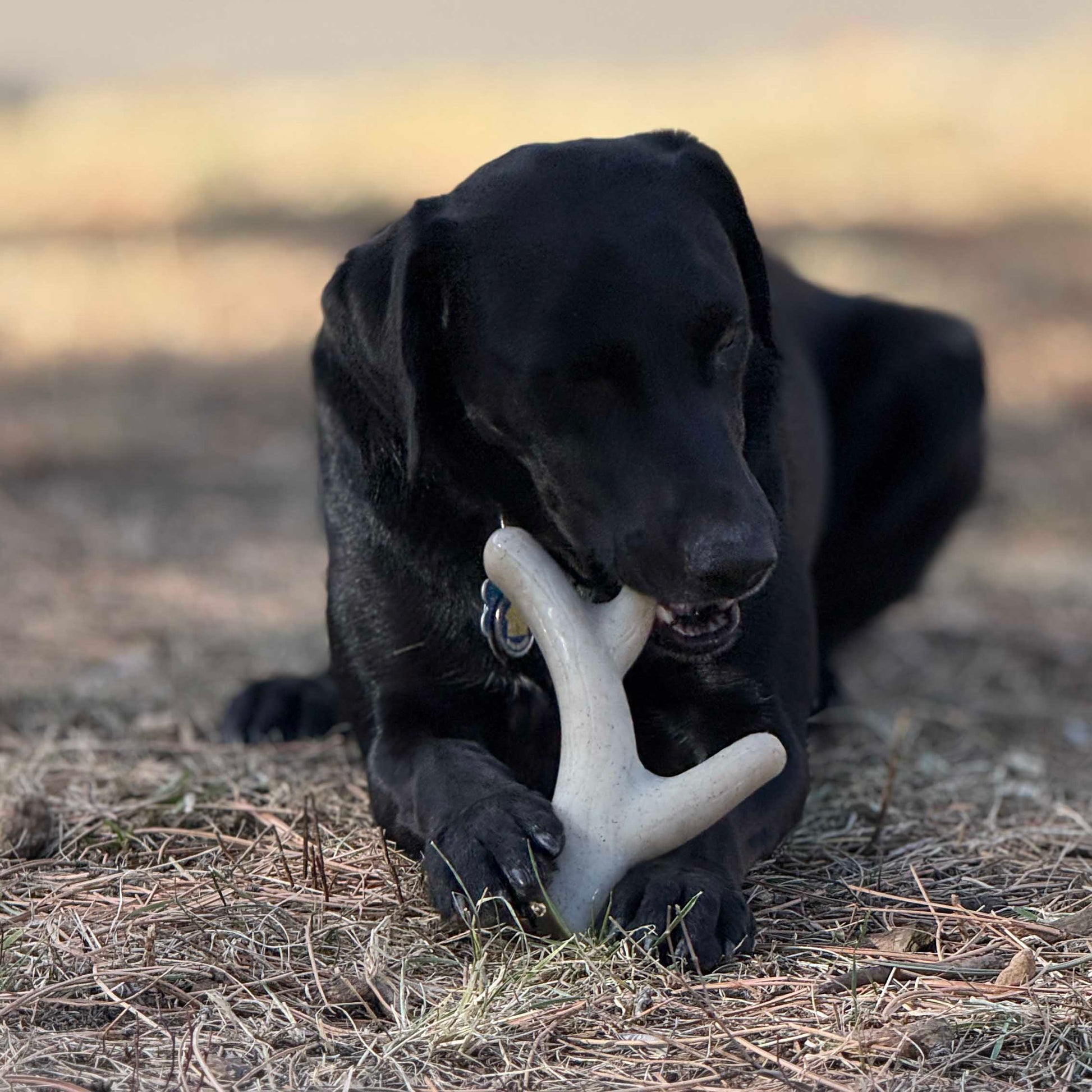 Ever Antler Nylon Chew Bone Elk Antler Shaped Dog Toy For - gallery image 8