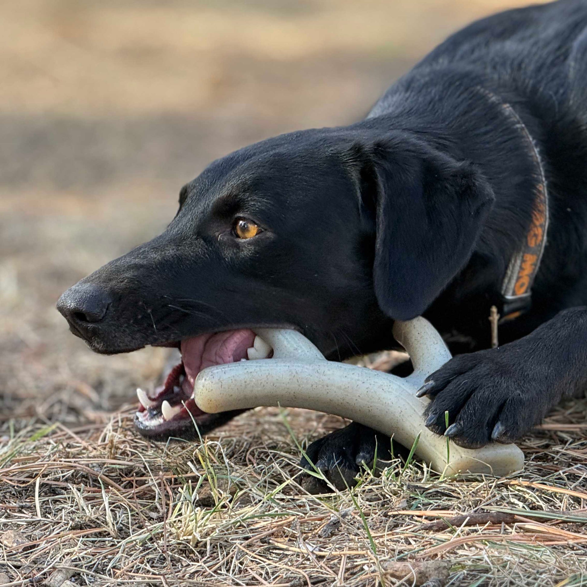Ever Antler Nylon Chew Bone Elk Antler Shaped Dog Toy For - gallery image 5