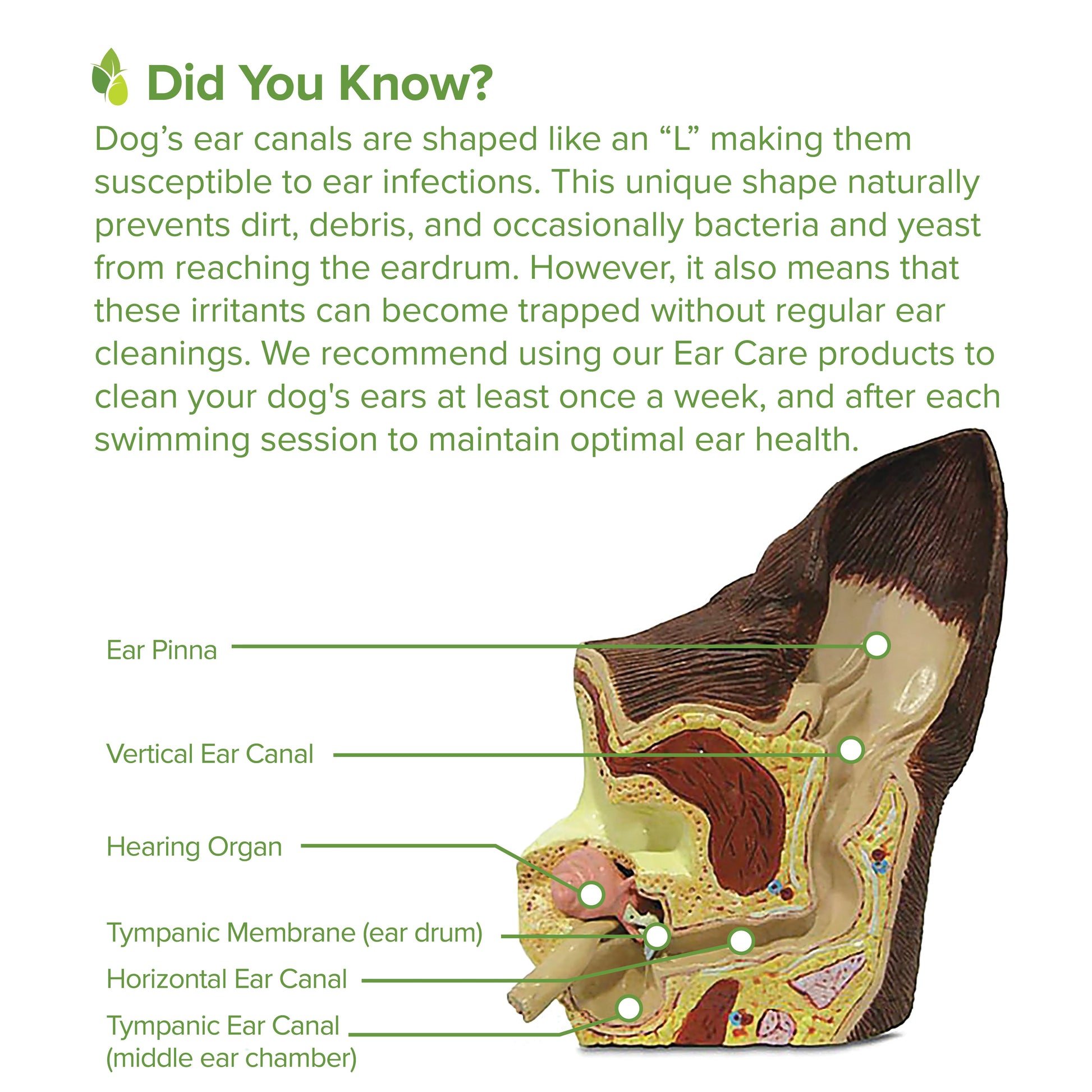 Ear Cleansing Serum - close up view