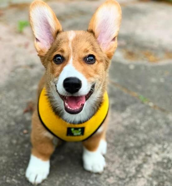 Dog Harness EcoBark Yellow Harness Over-the-Head Soft Mesh - gallery product image for dog harness