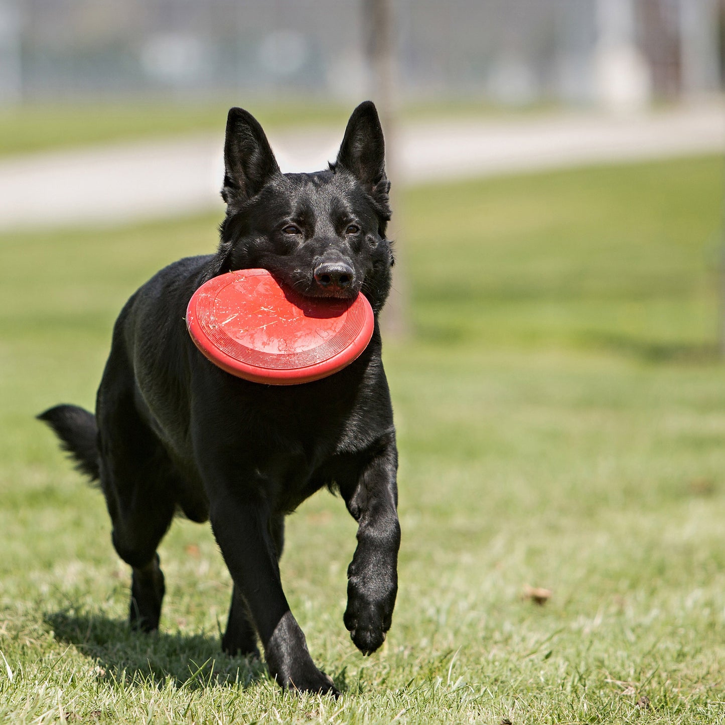KONG Red Rubber Flyer Fetch Dog Toy Durable Play - close up view