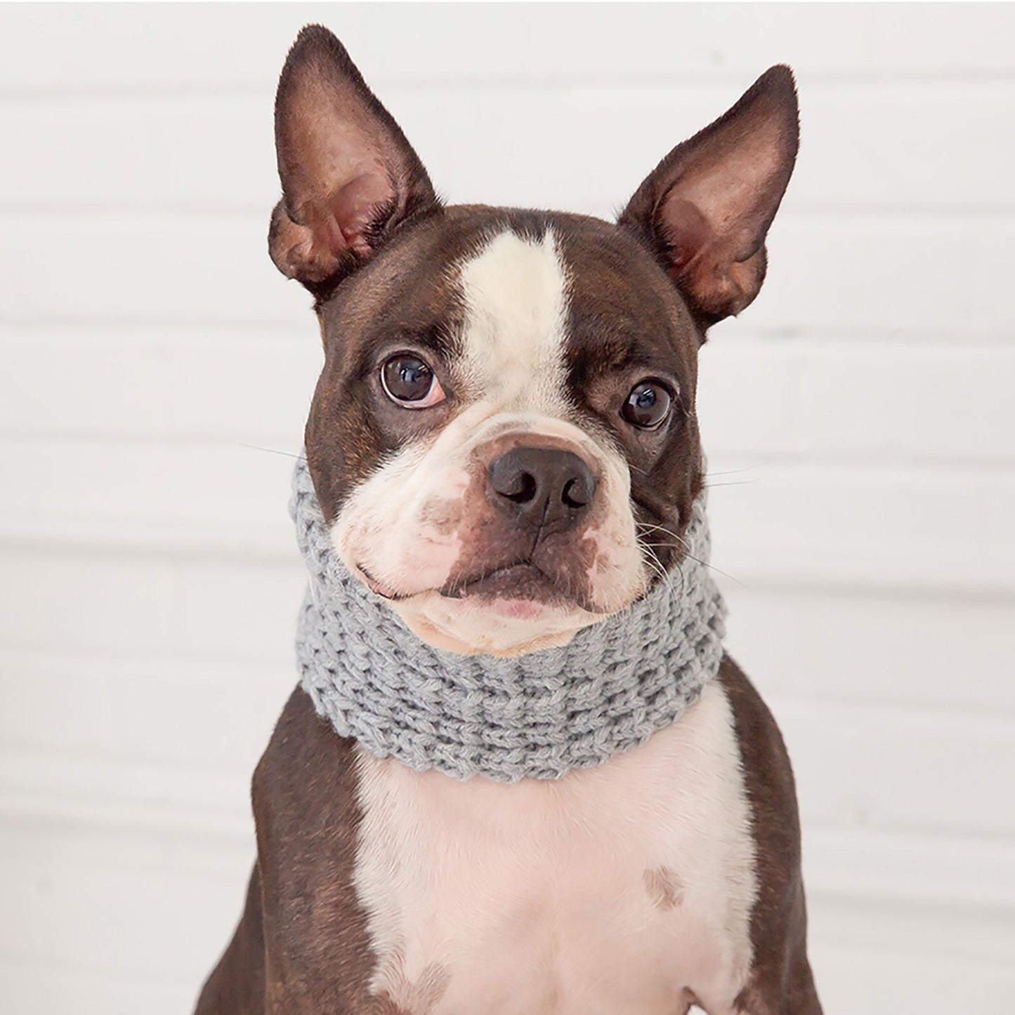 Chalet Tube Scarf Heather Grey Dog Apparel Premium Pet - lifestyle view