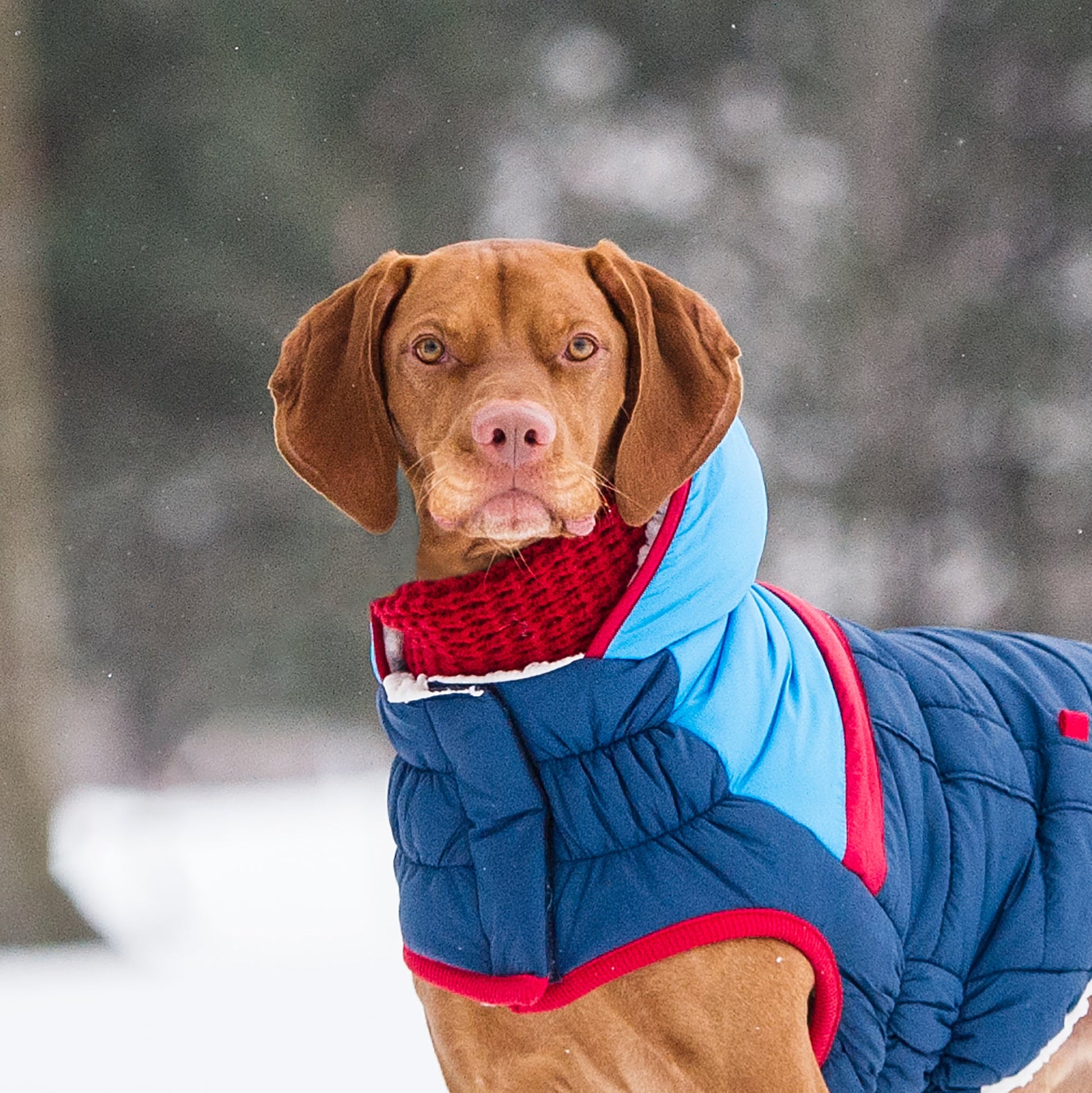 Chalet Tube Scarf Red Dog Apparel Premium Pet Supply Premium - close up view