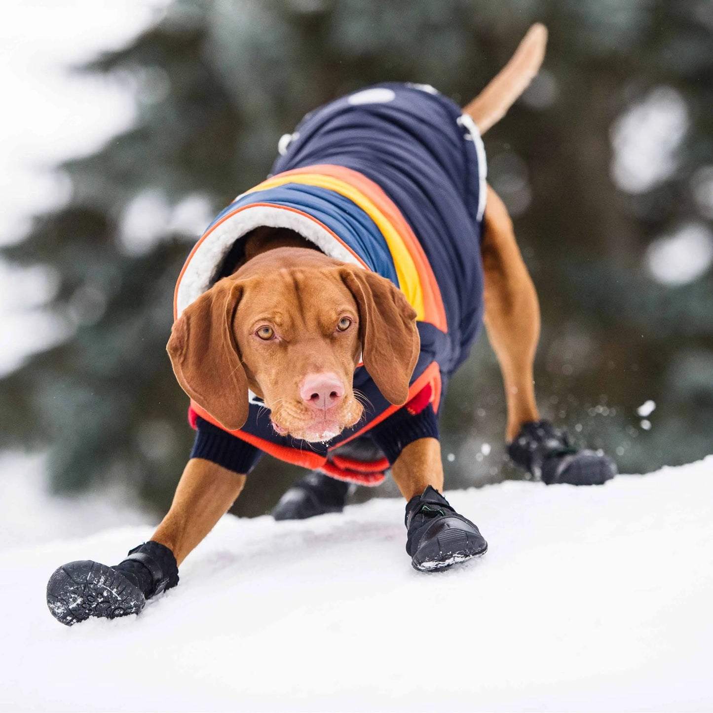 Elasto Fit Dog Boots Black Dog Apparel Premium Pet Supply - gallery image 6
