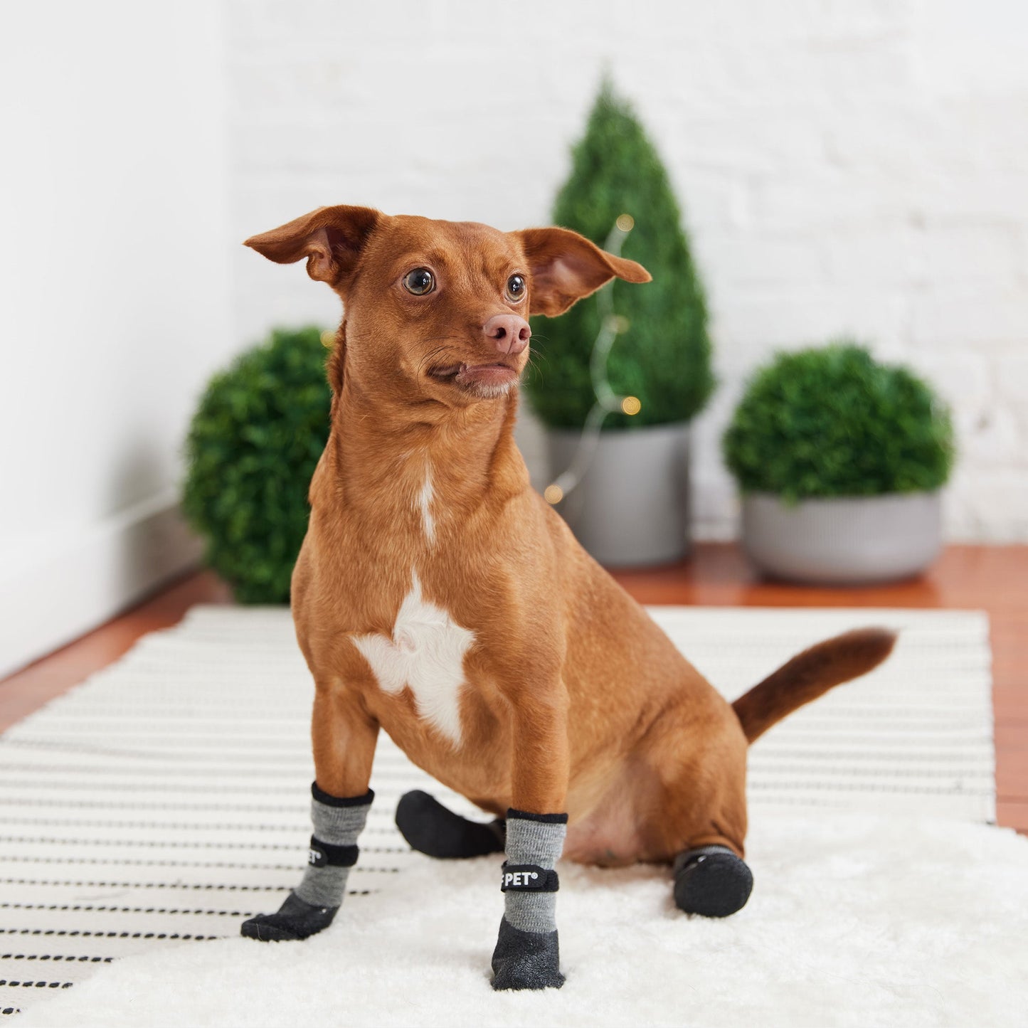 Dog Shoes & Boots Adjustable Charcoal Premium Pet Supply - close up view