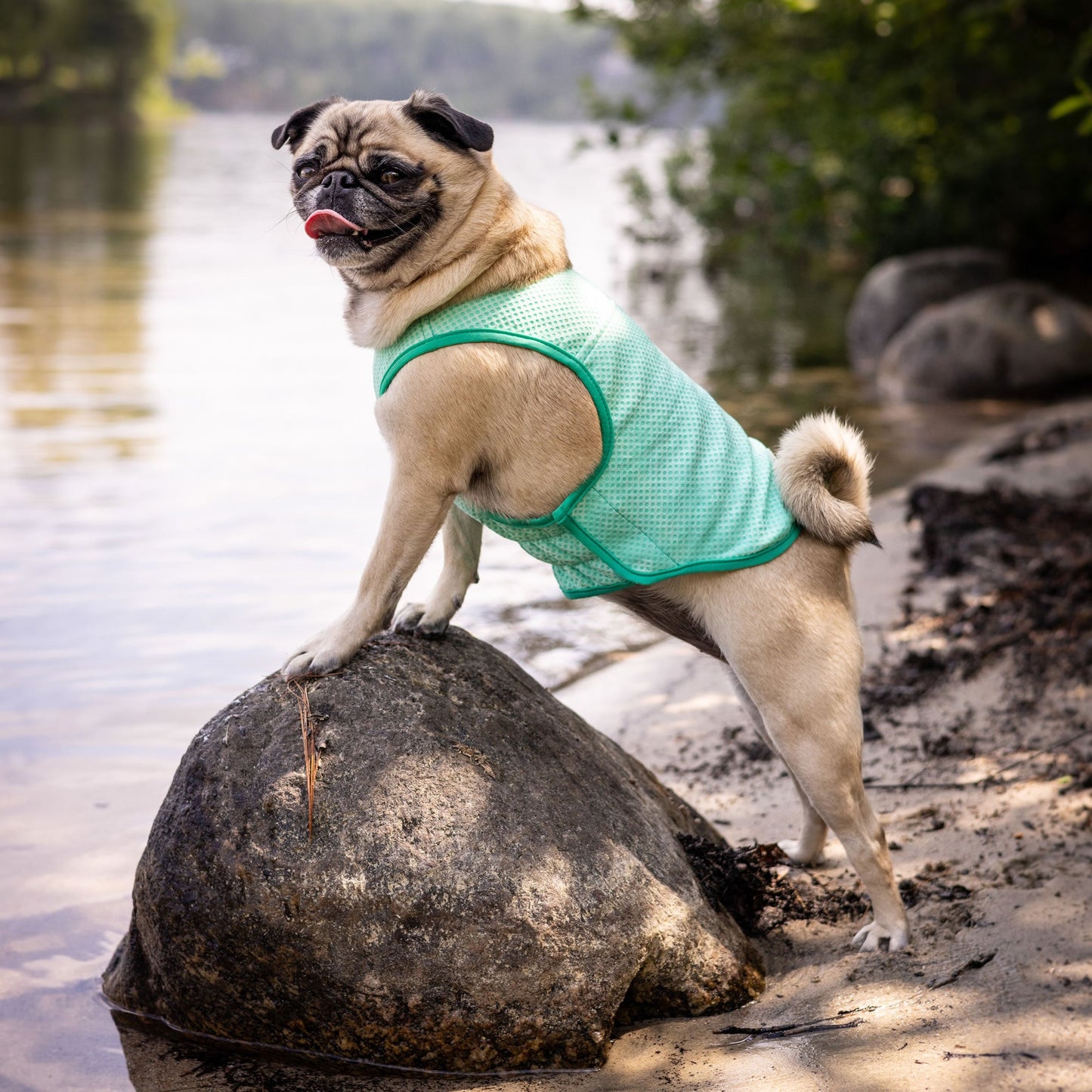 Elasto Fit Ice Vest Aqua Dog Apparel Premium Pet Supply - gallery image 13