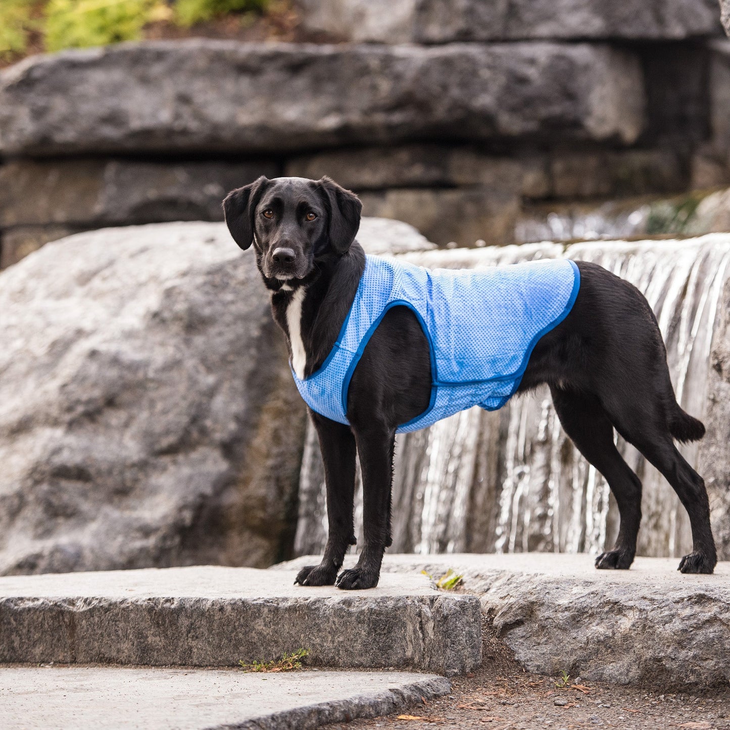 Elasto Fit Ice Vest Blue Dog Apparel Premium Pet Supply - gallery image 6