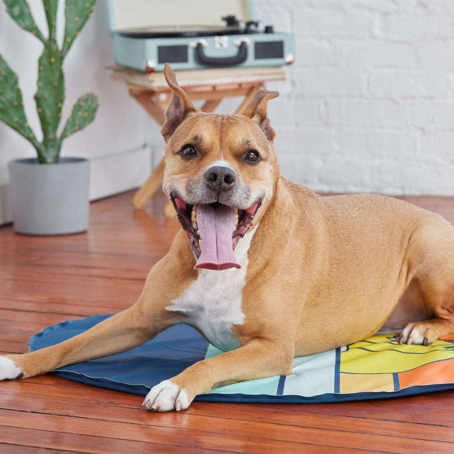 Dog Cooling Products Adjustable Classic Premium Pet Supply - gallery image 7