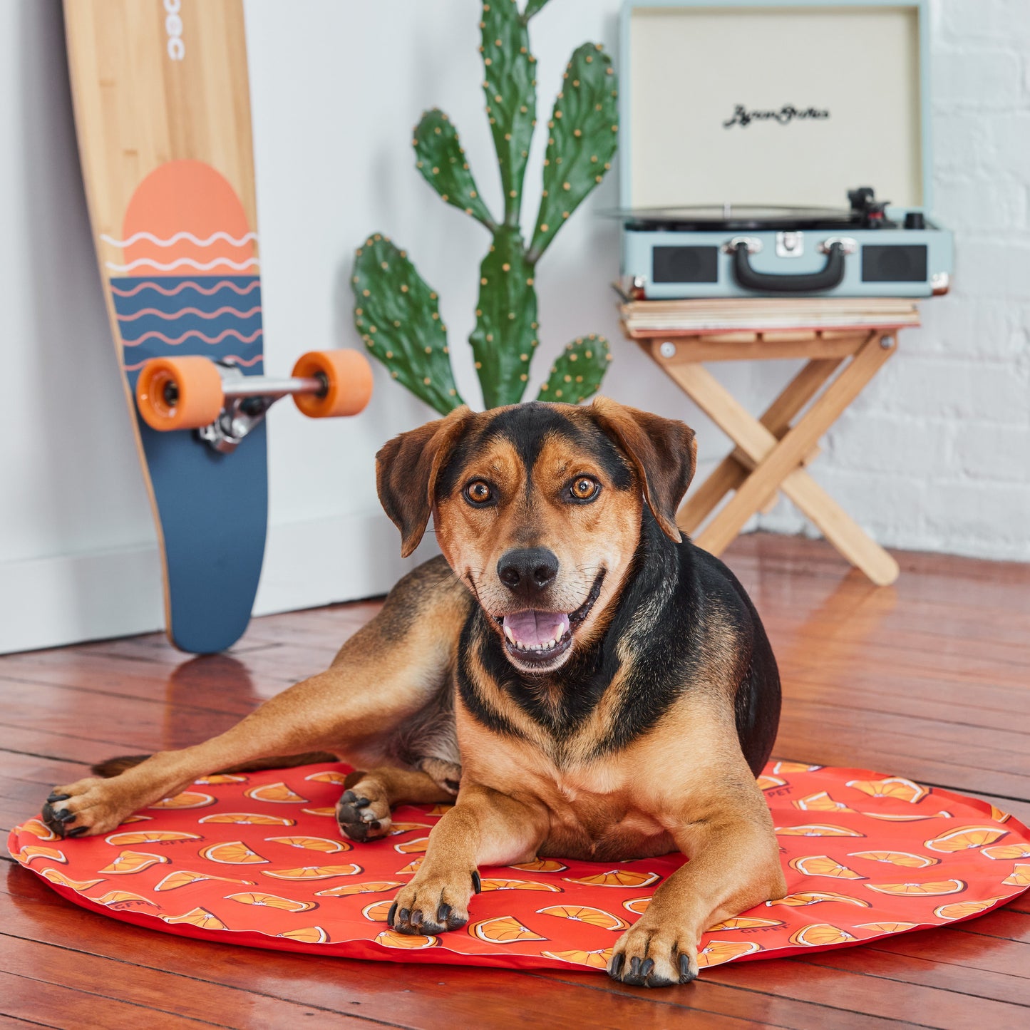 Dog Cooling Products Adjustable Classic Premium Pet Supply - gallery image 11