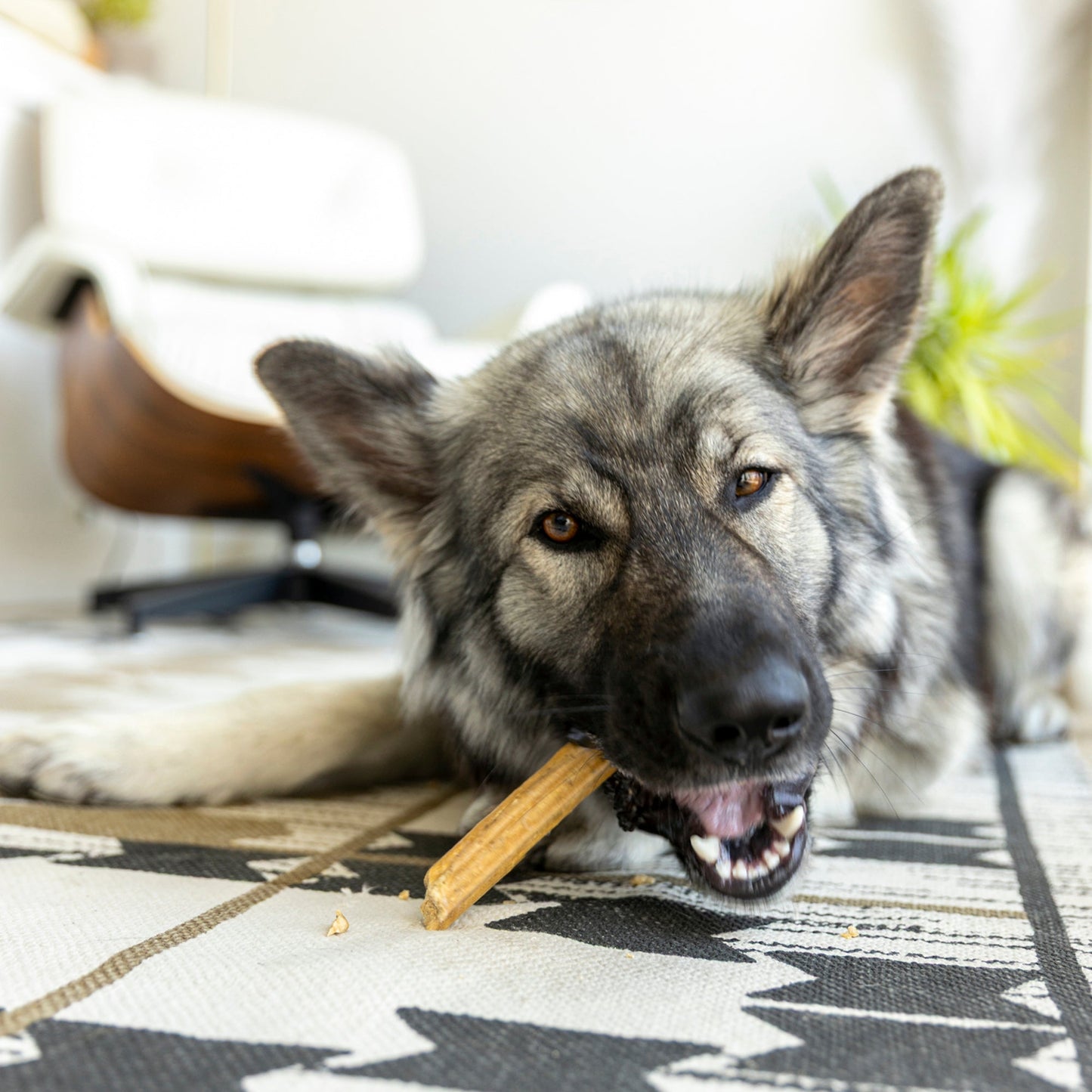 Dry Dog Food Natural Dental Sticks Large Daily Chews - close up view