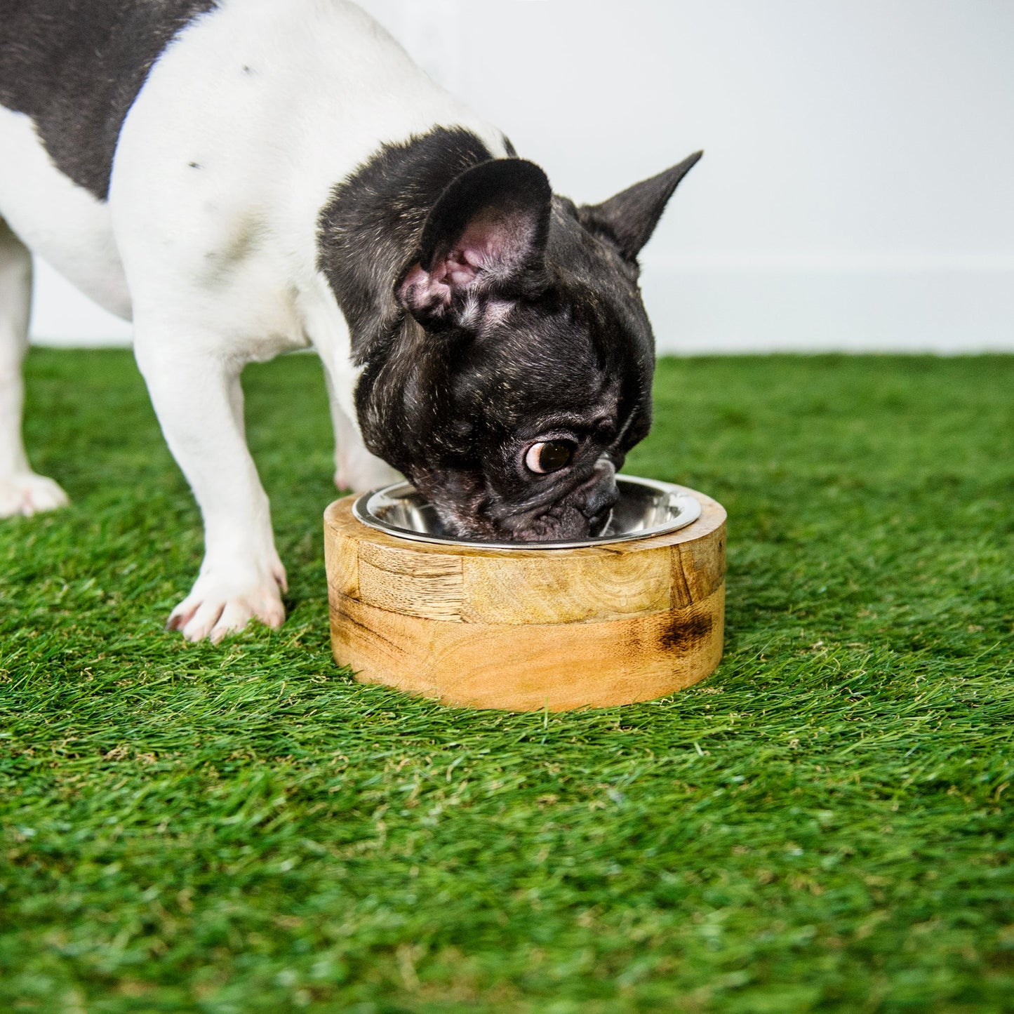 Mango Wood Bowl Single Pet Feeding Hydration Supply Premium - lifestyle view