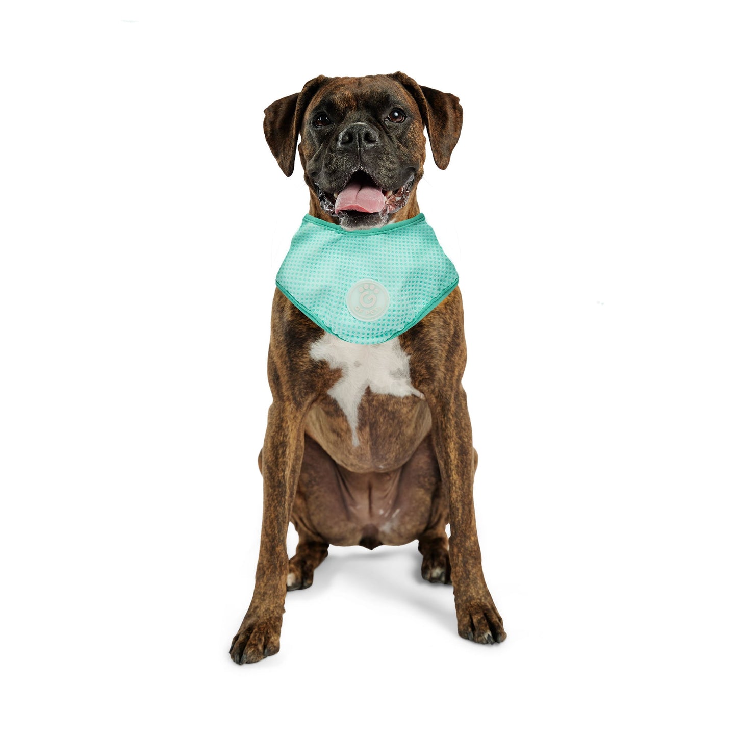 Dog Bandanas Adjustable Aqua Premium Pet Supply Premium Pet - gallery image 6