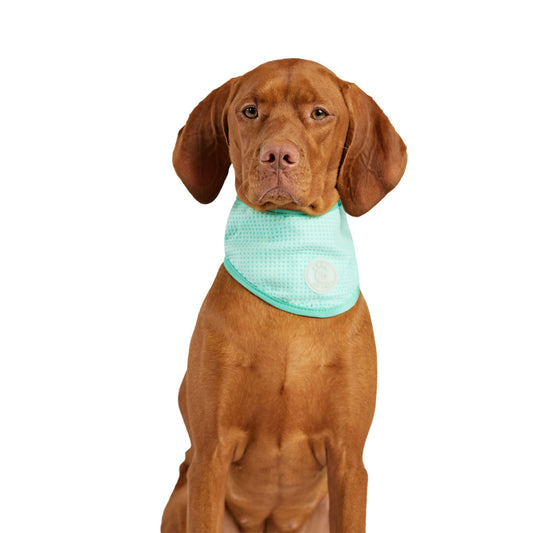 Dog Bandanas Adjustable Aqua Premium Pet Supply Premium Pet - main product image