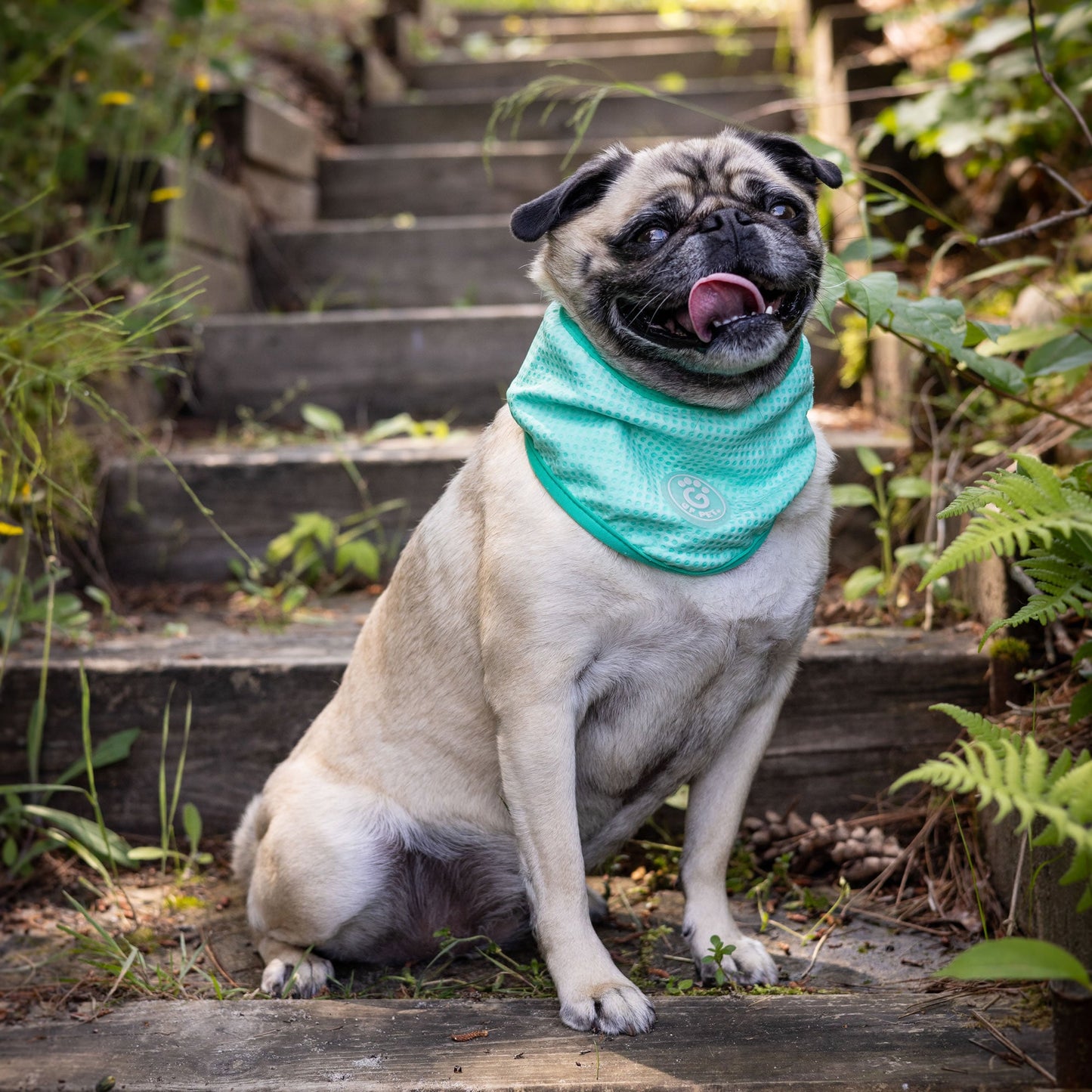 Dog Bandanas Adjustable Aqua Premium Pet Supply Premium Pet - gallery image 7