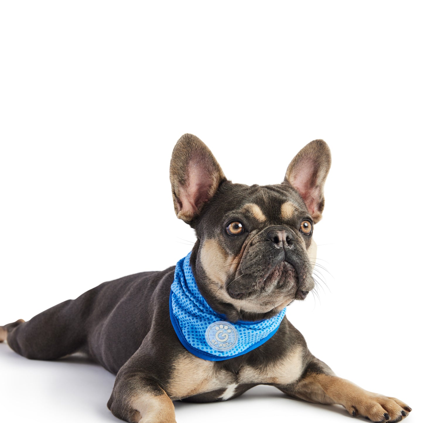 Dog Bandanas Adjustable Blue Premium Pet Supply Premium Pet - main product image