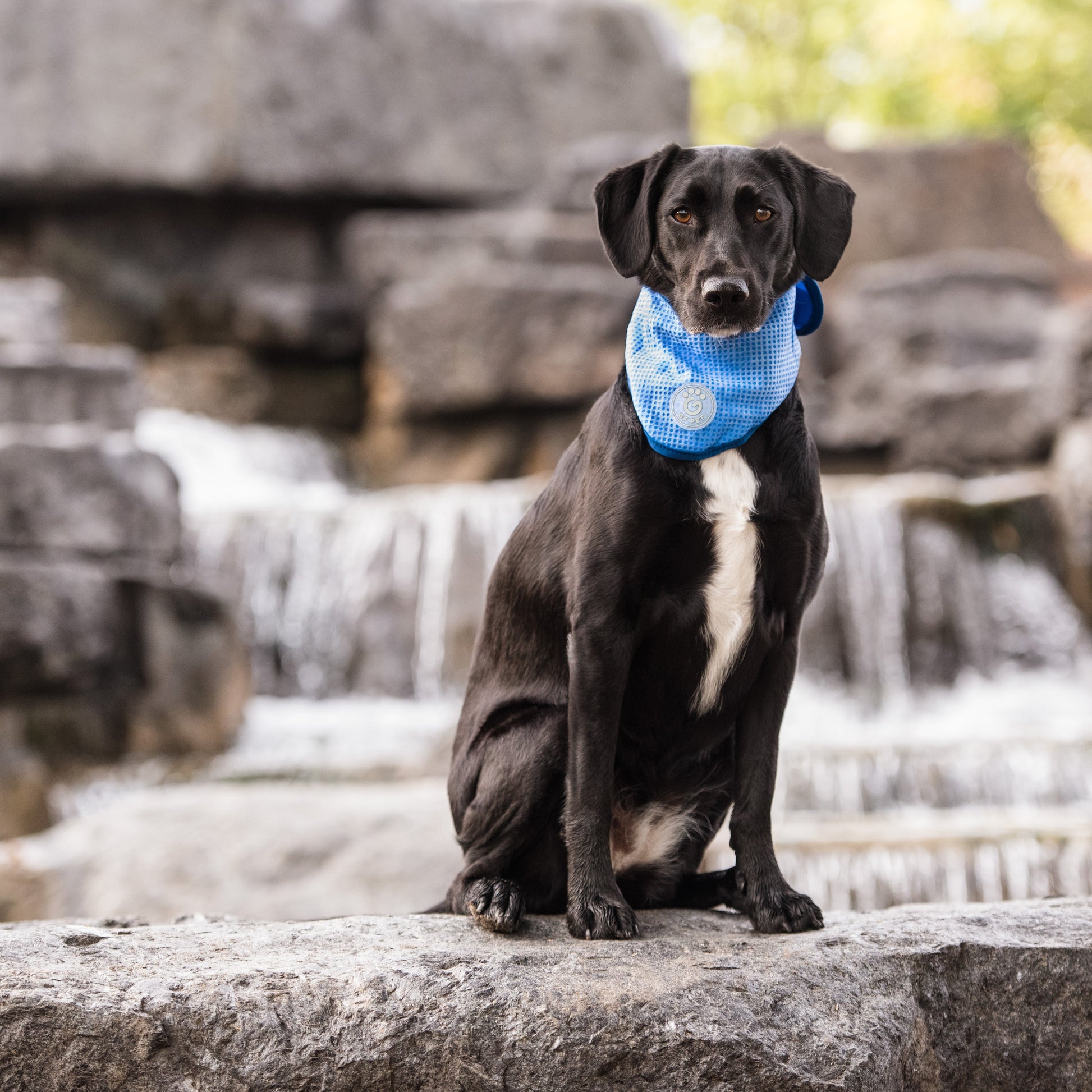 Dog Bandanas Adjustable Blue Premium Pet Supply Premium Pet - close up view