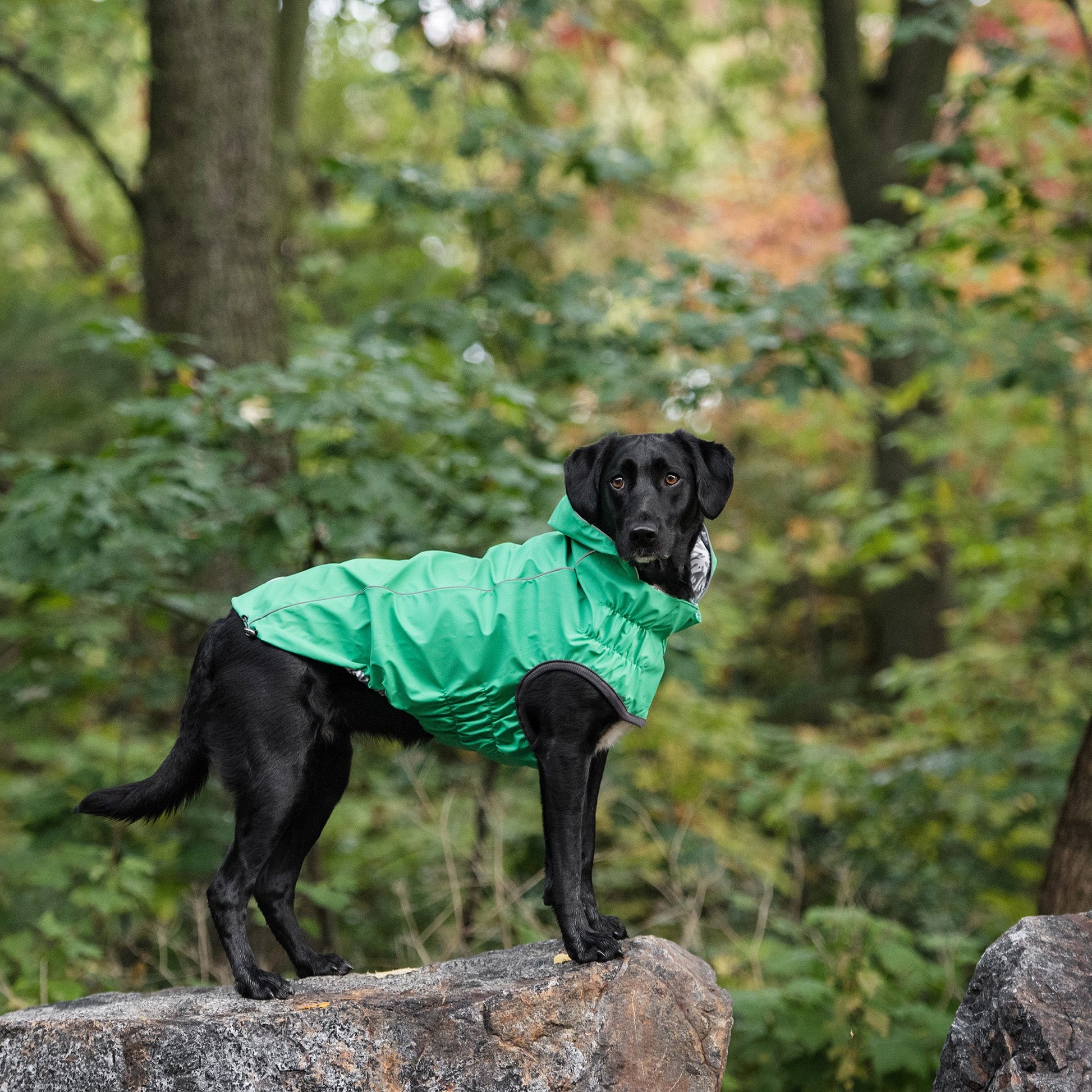 Reversible Elasto Fit Raincoat Green Dog Apparel Premium Pet - gallery image 6