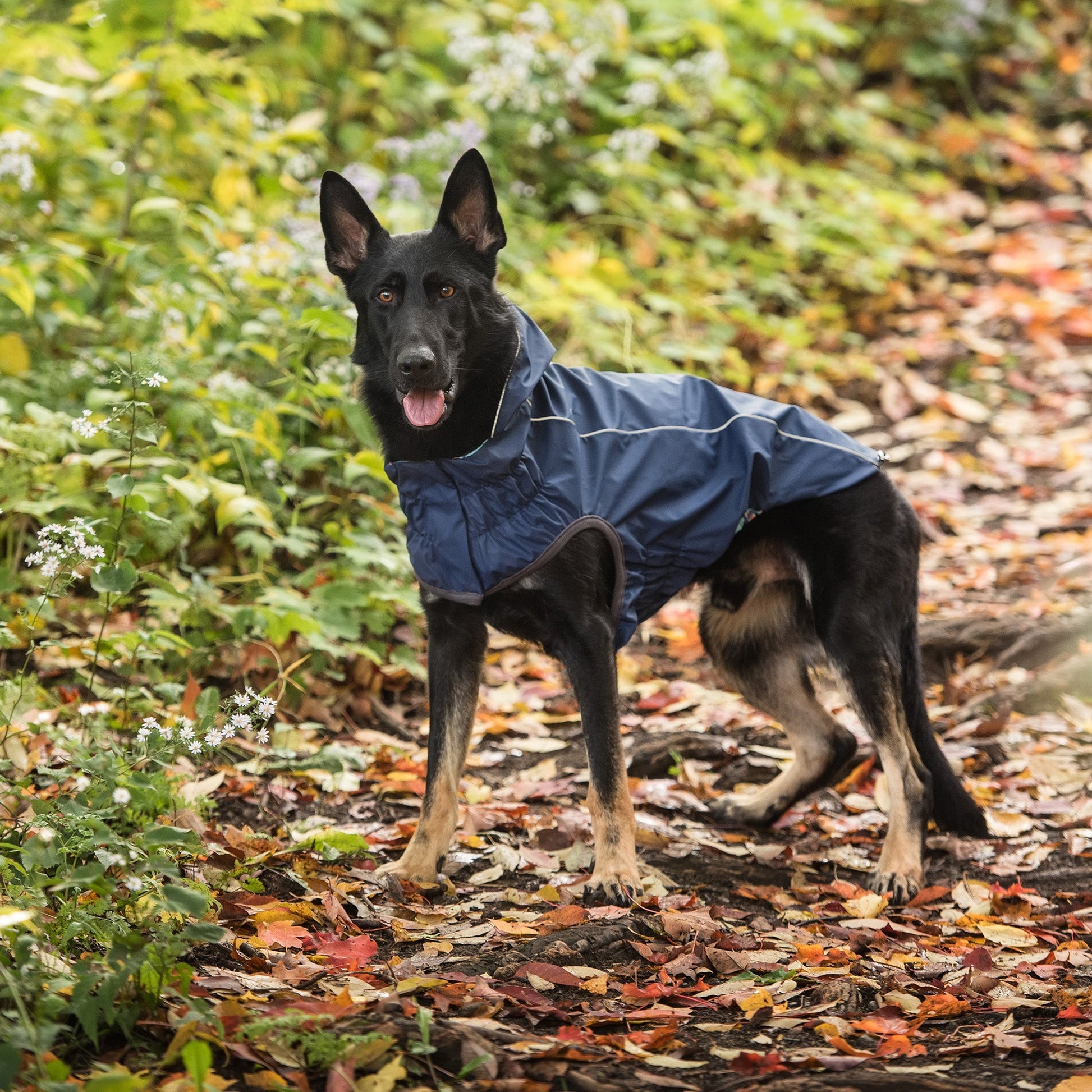 Reversible Elasto Fit Raincoat Navy Dog Raincoats Premium - gallery image 6