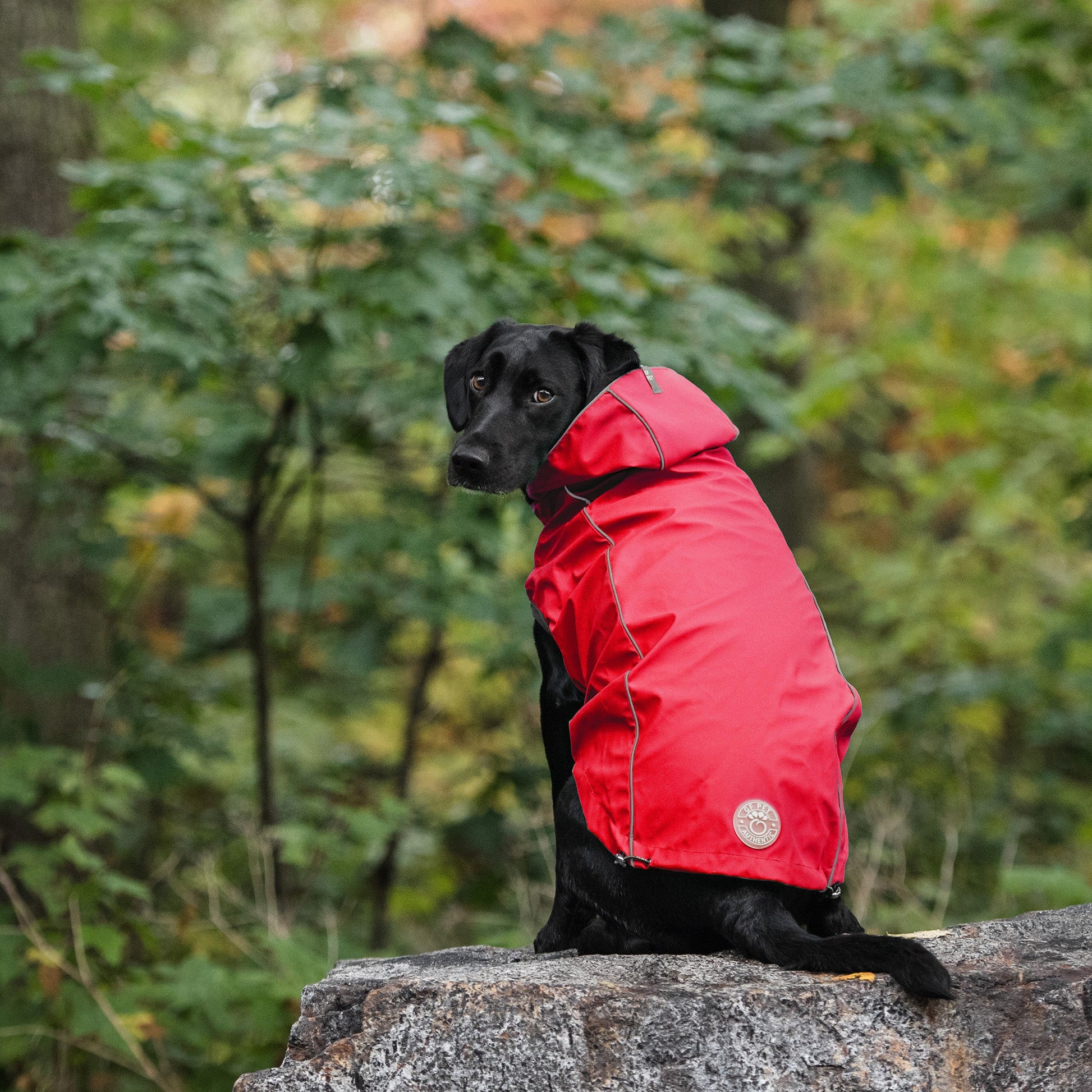 Reversible Elasto Fit Raincoat Red Dog Apparel Premium Pet - gallery image 7