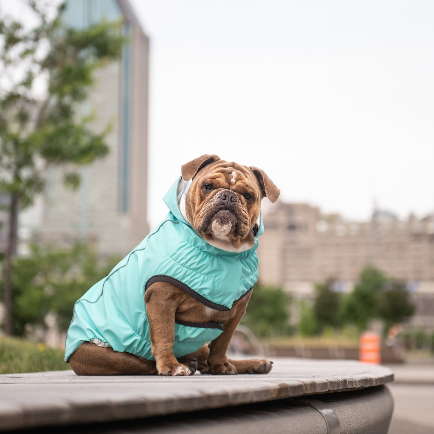 Reversible Raincoat Neon Aqua With Iridescent Dog Raincoats - gallery image 6