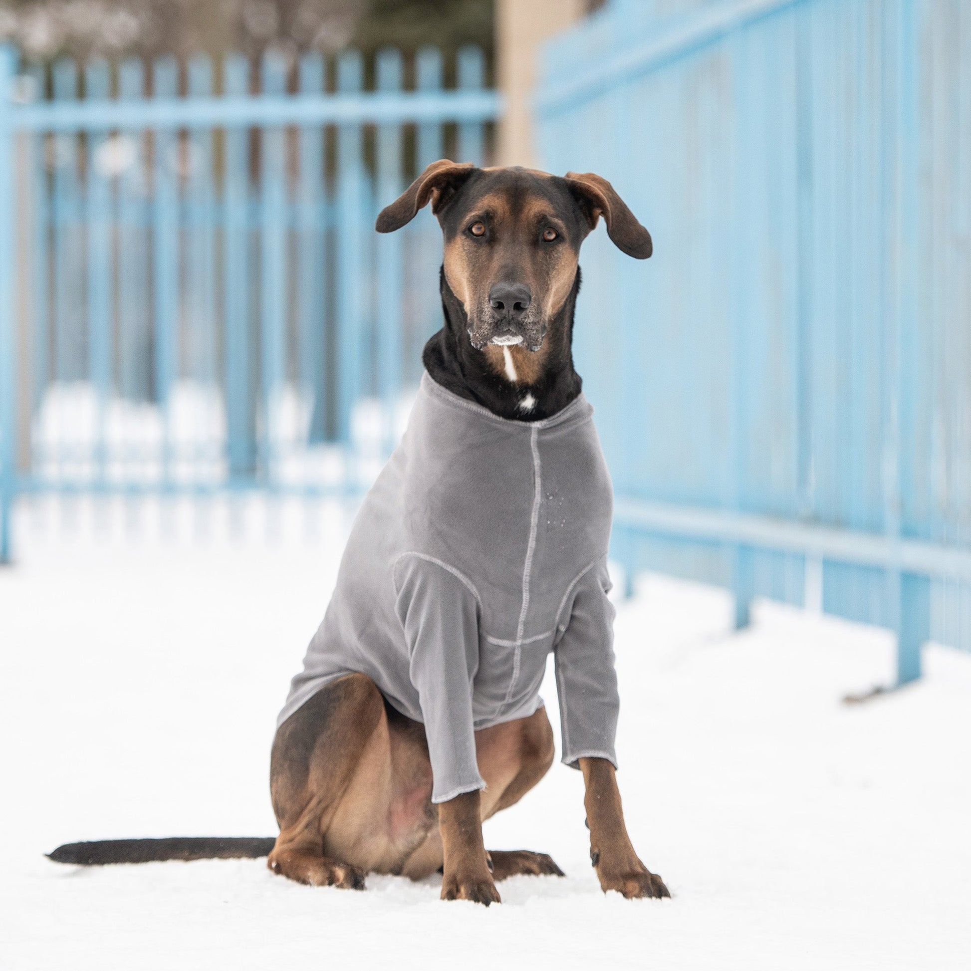 Gondola Base Layer Charcoal Dog Apparel Premium Pet Supply - gallery image 5