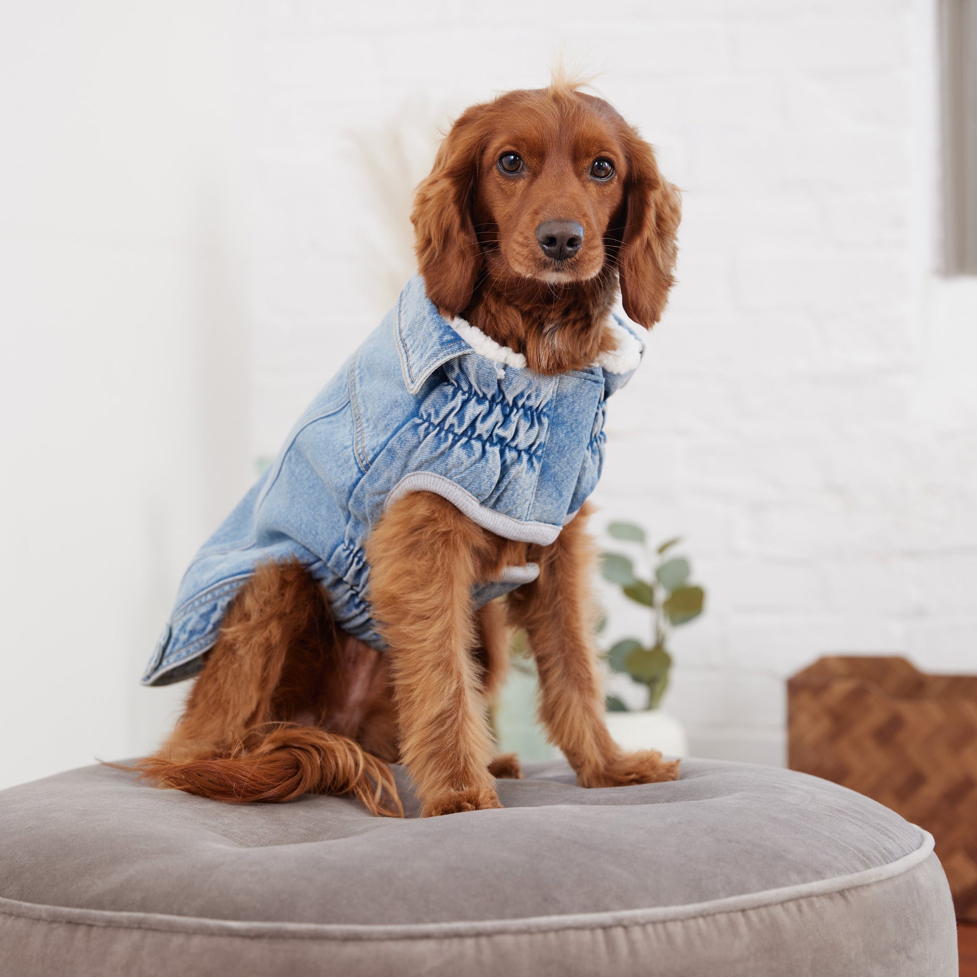 Denim Jacket Light Wash Dog Apparel Premium Pet Supply - close up view