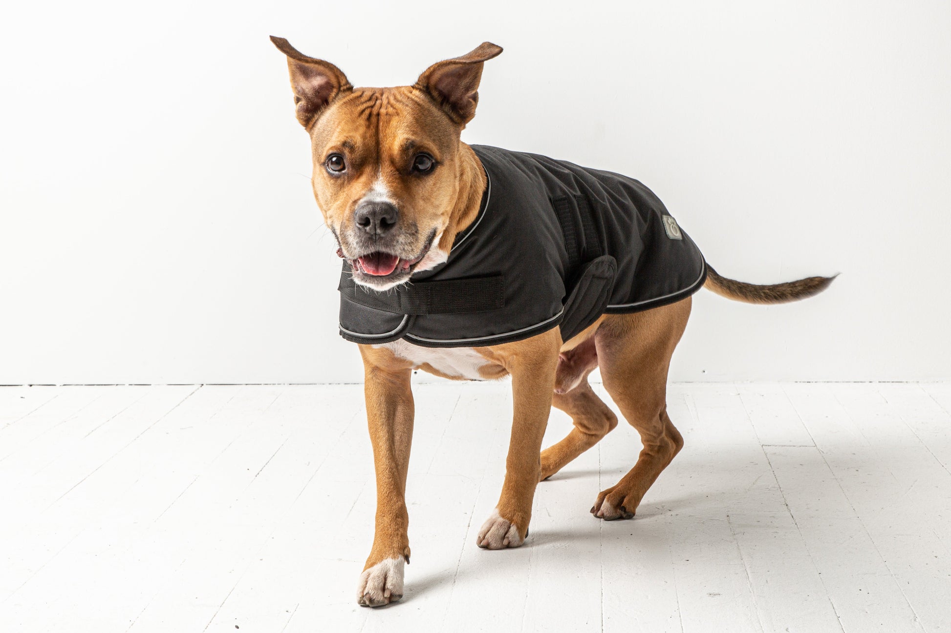 Blanket Jacket Black Dog Apparel Premium Pet Supply Premium - lifestyle view