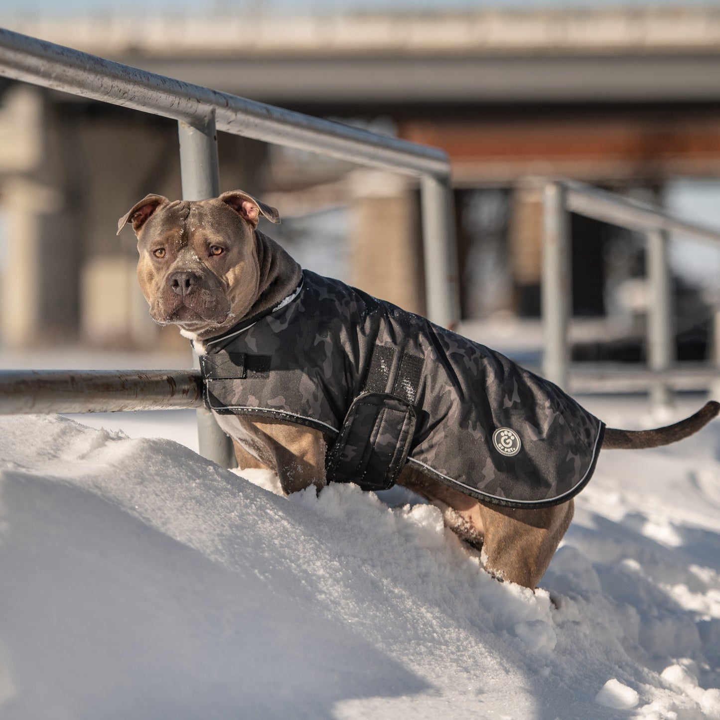 Blanket Jacket Camo Dog Jackets Premium Pet Supply Premium - gallery image 6