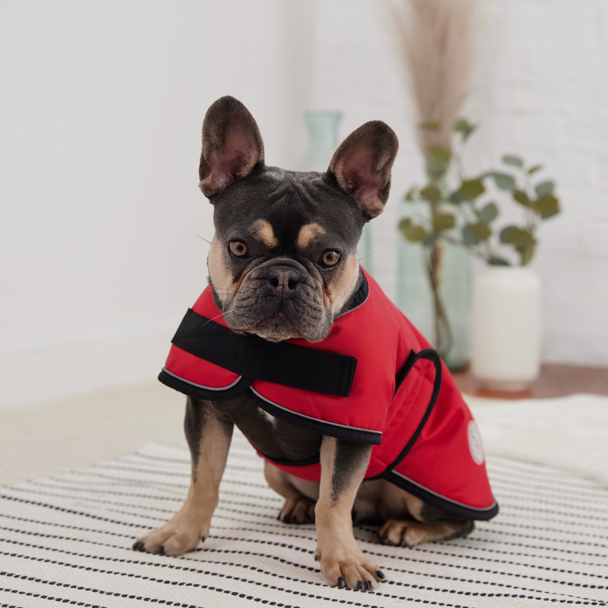 Blanket Jacket Red Dog Jackets Premium Pet Supply Premium - lifestyle view