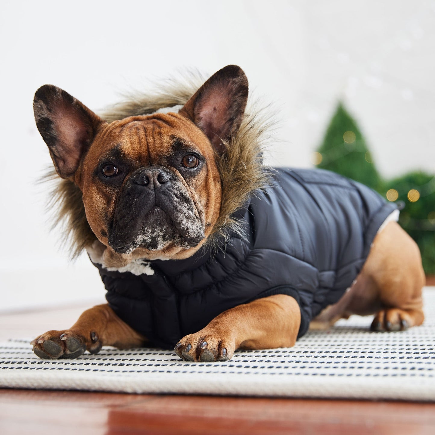 Urban Parka Black Dog Jackets Premium Pet Supply Premium - close up view