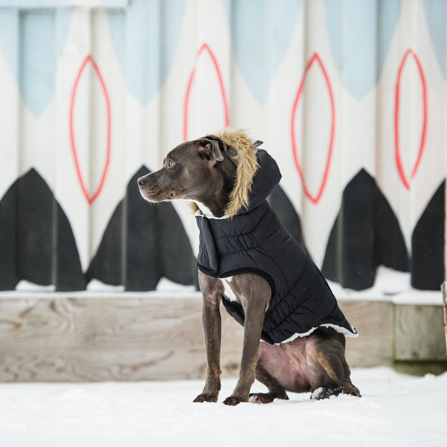 Urban Parka Black Dog Jackets Premium Pet Supply Premium - gallery image 5