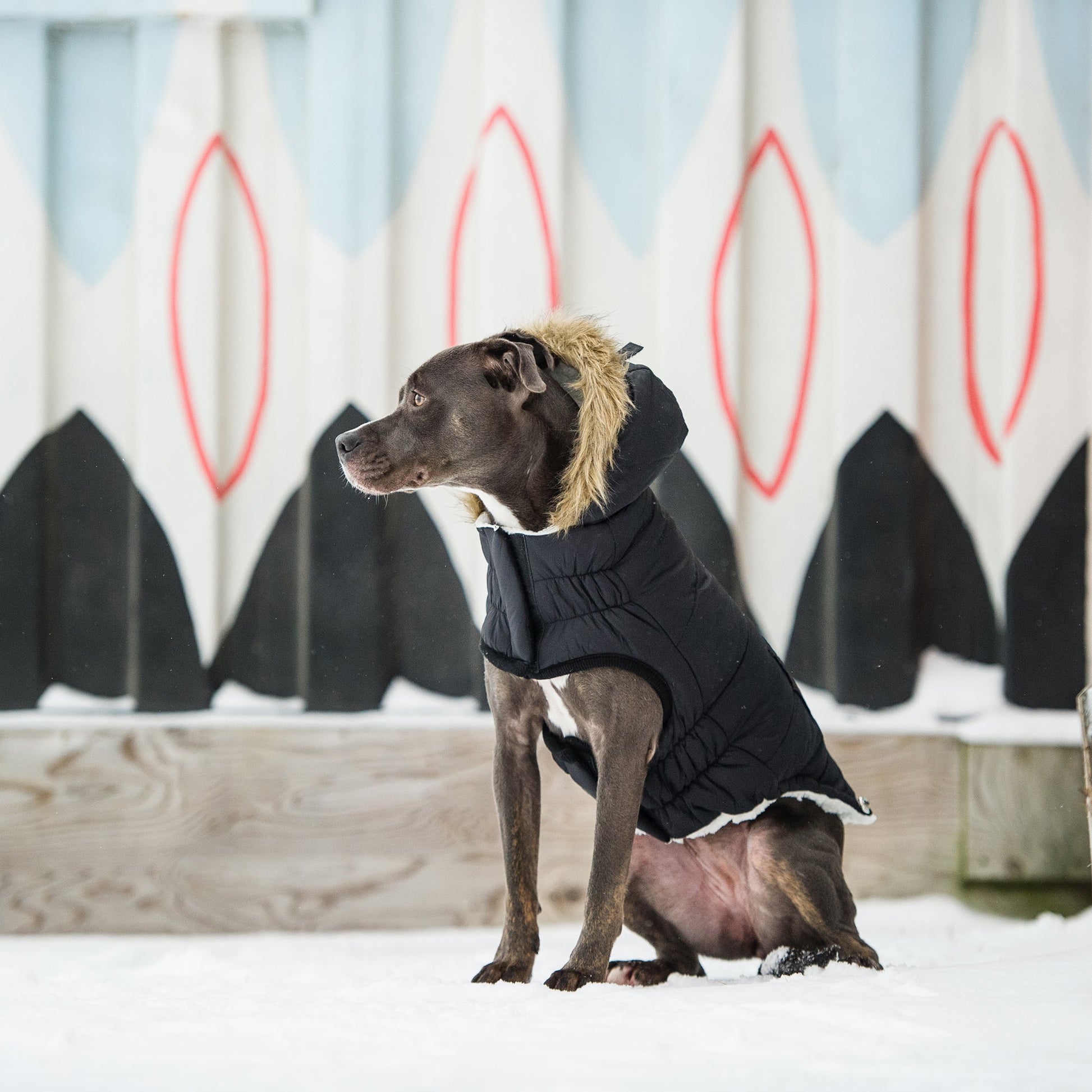 Urban Parka Black Dog Jackets Premium Pet Supply Premium - gallery image 5