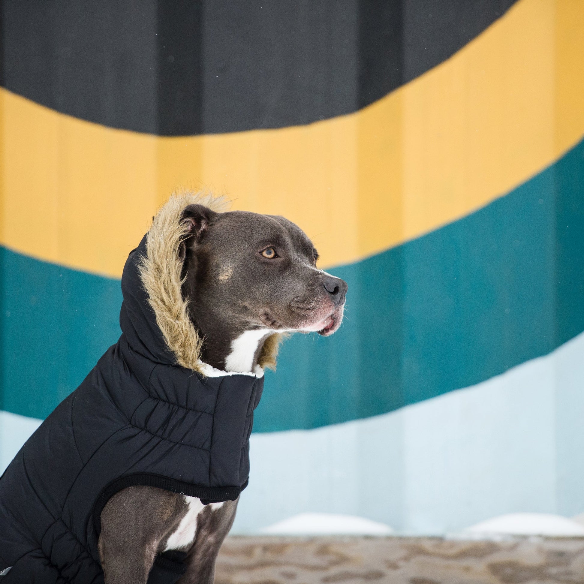 Urban Parka Black Dog Jackets Premium Pet Supply Premium - gallery image 6