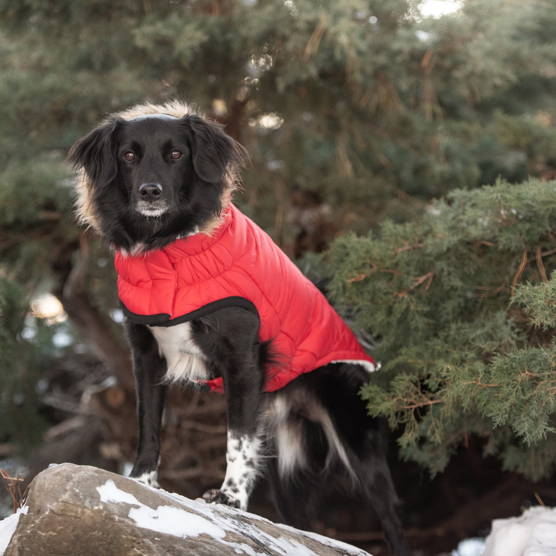 Urban Parka Red Dog Apparel Premium Pet Supply Premium - lifestyle view
