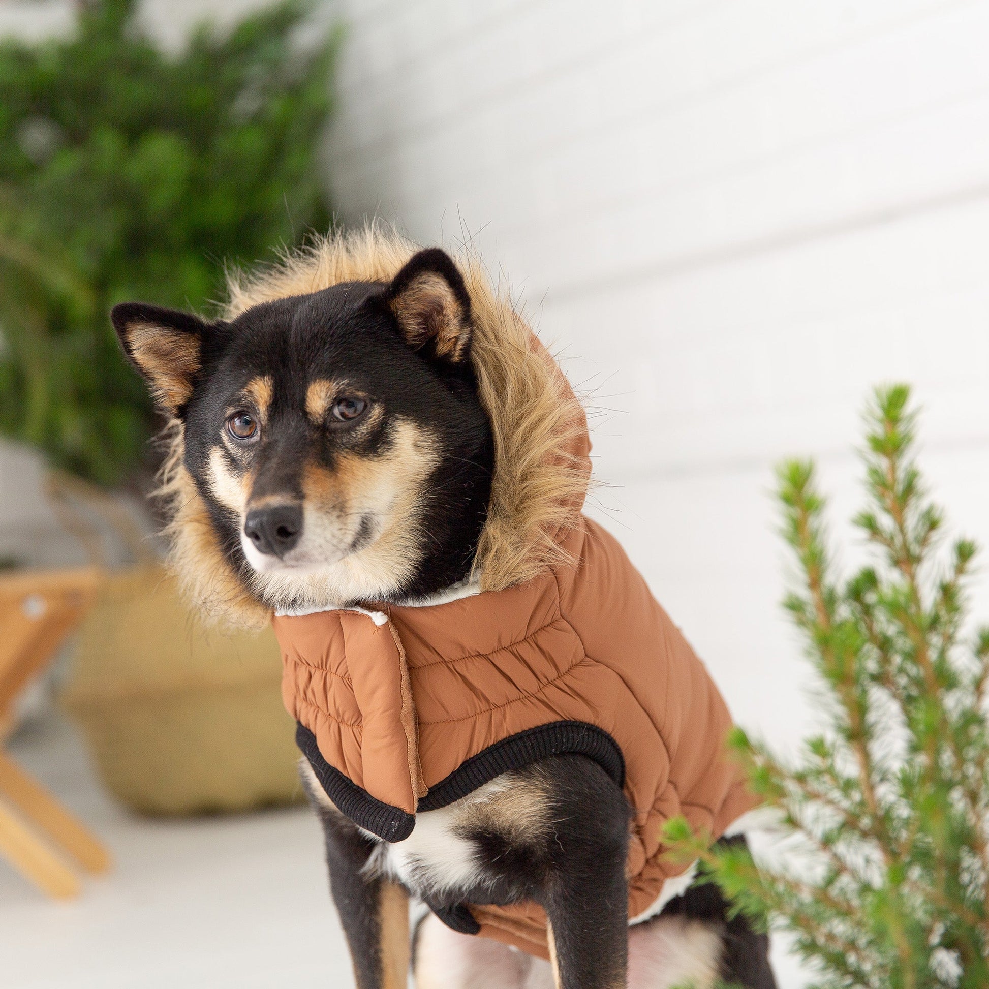 Urban Parka Caramel Dog Jackets Premium Pet Supply Premium - gallery image 5