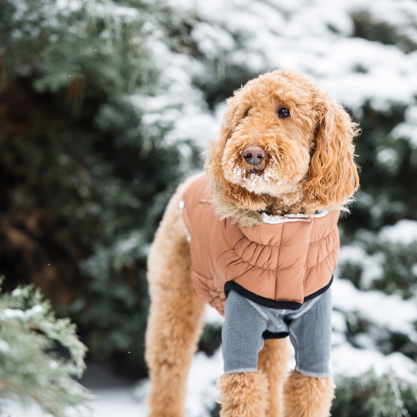 Urban Parka Caramel Dog Jackets Premium Pet Supply Premium - close up view