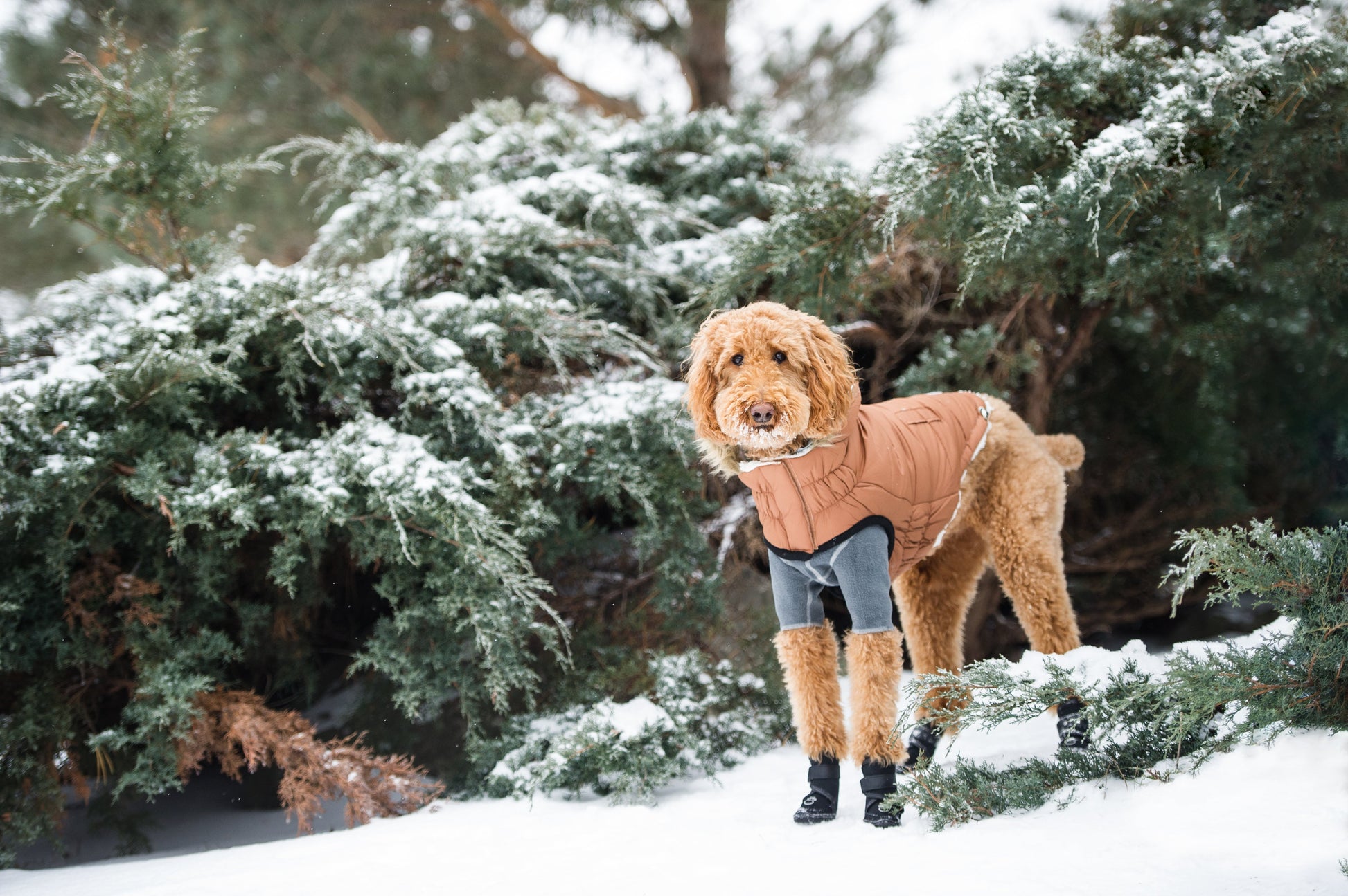 Urban Parka Caramel Dog Jackets Premium Pet Supply Premium - gallery image 6
