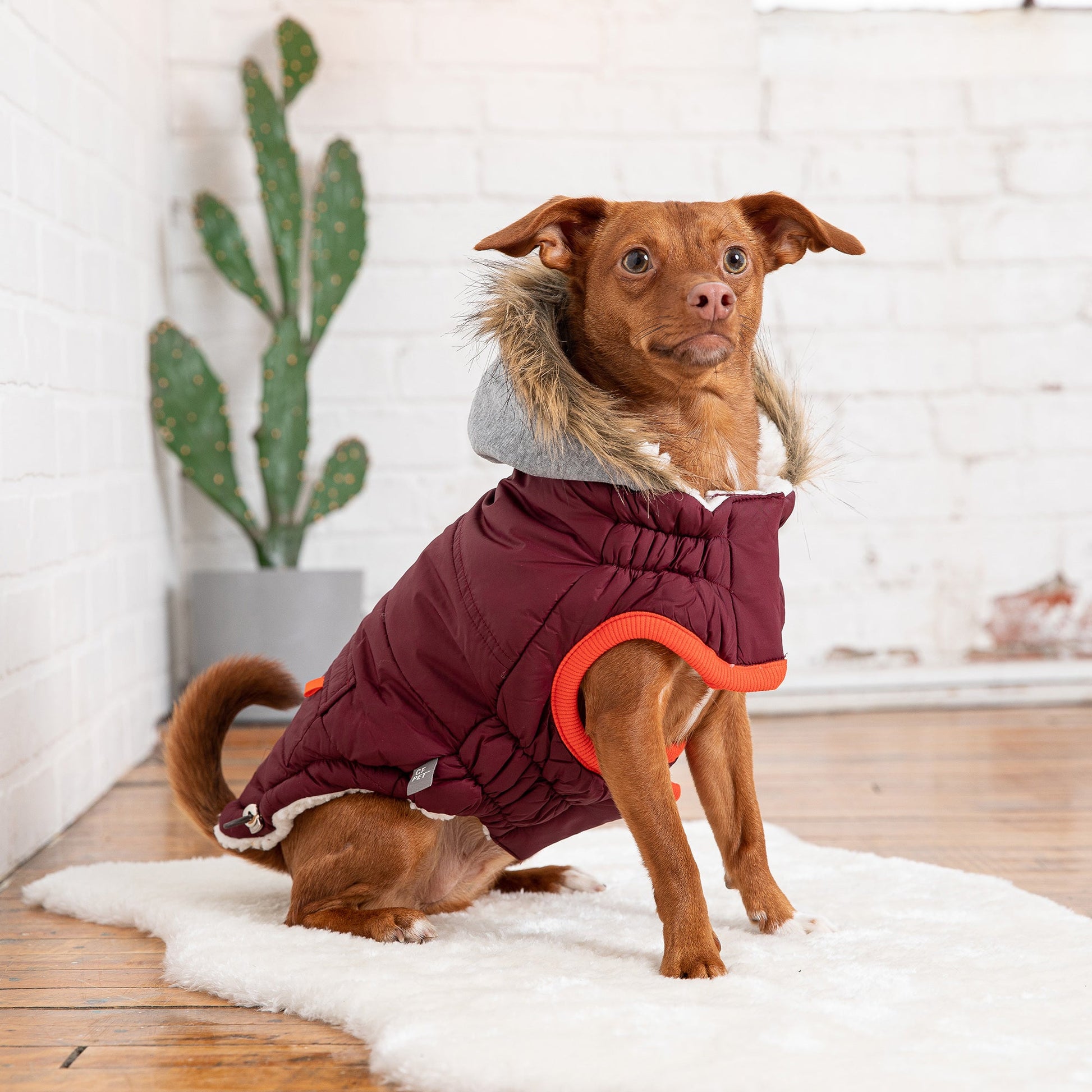 Winter Sailor Parka Burgundy Dog Jackets Premium Pet Supply - close up view