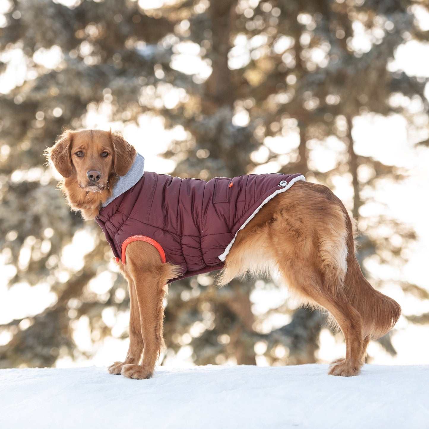 Winter Sailor Parka Burgundy Dog Jackets Premium Pet Supply - gallery image 5