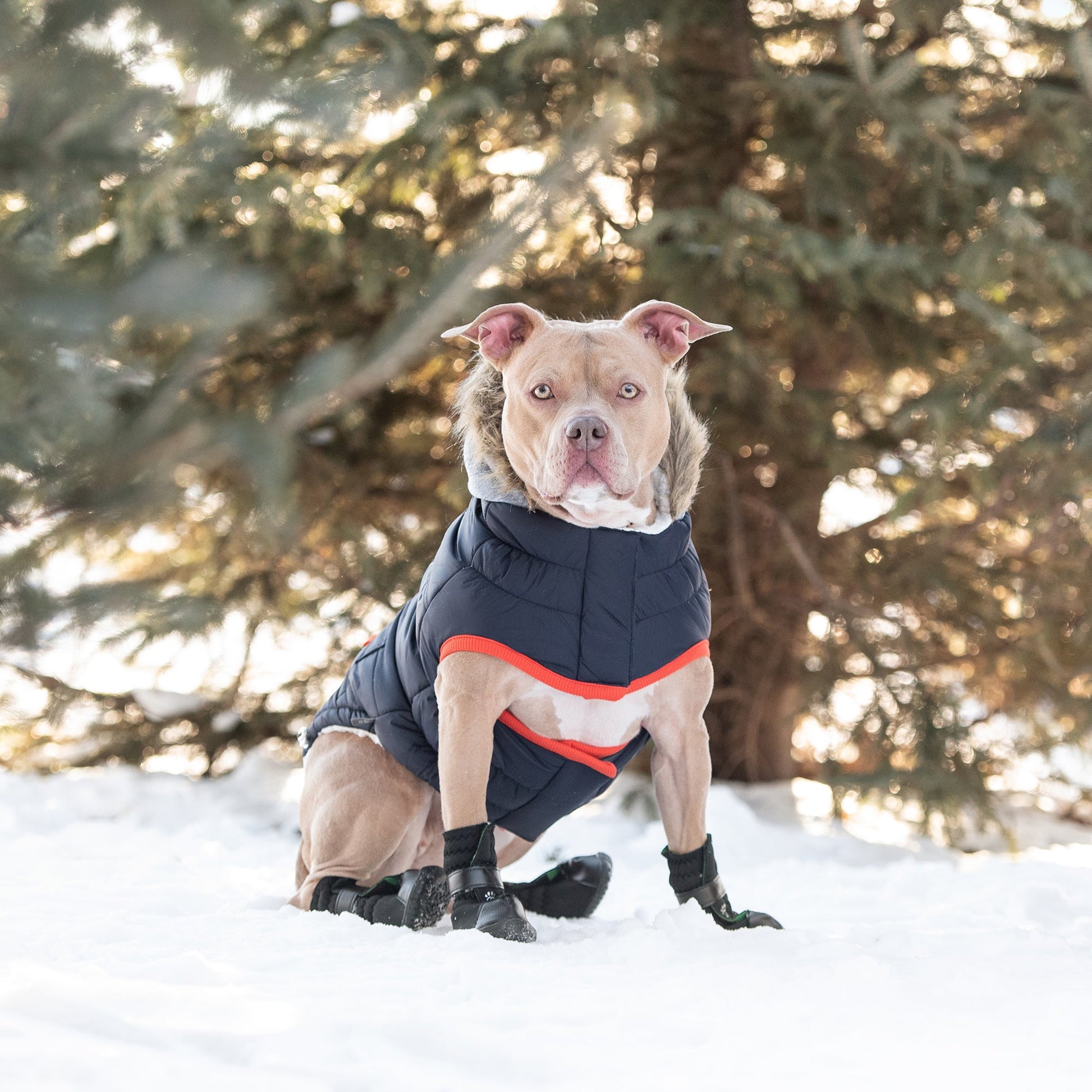 Winter Sailor Parka Navy Dog Jackets Premium Pet Supply - close up view
