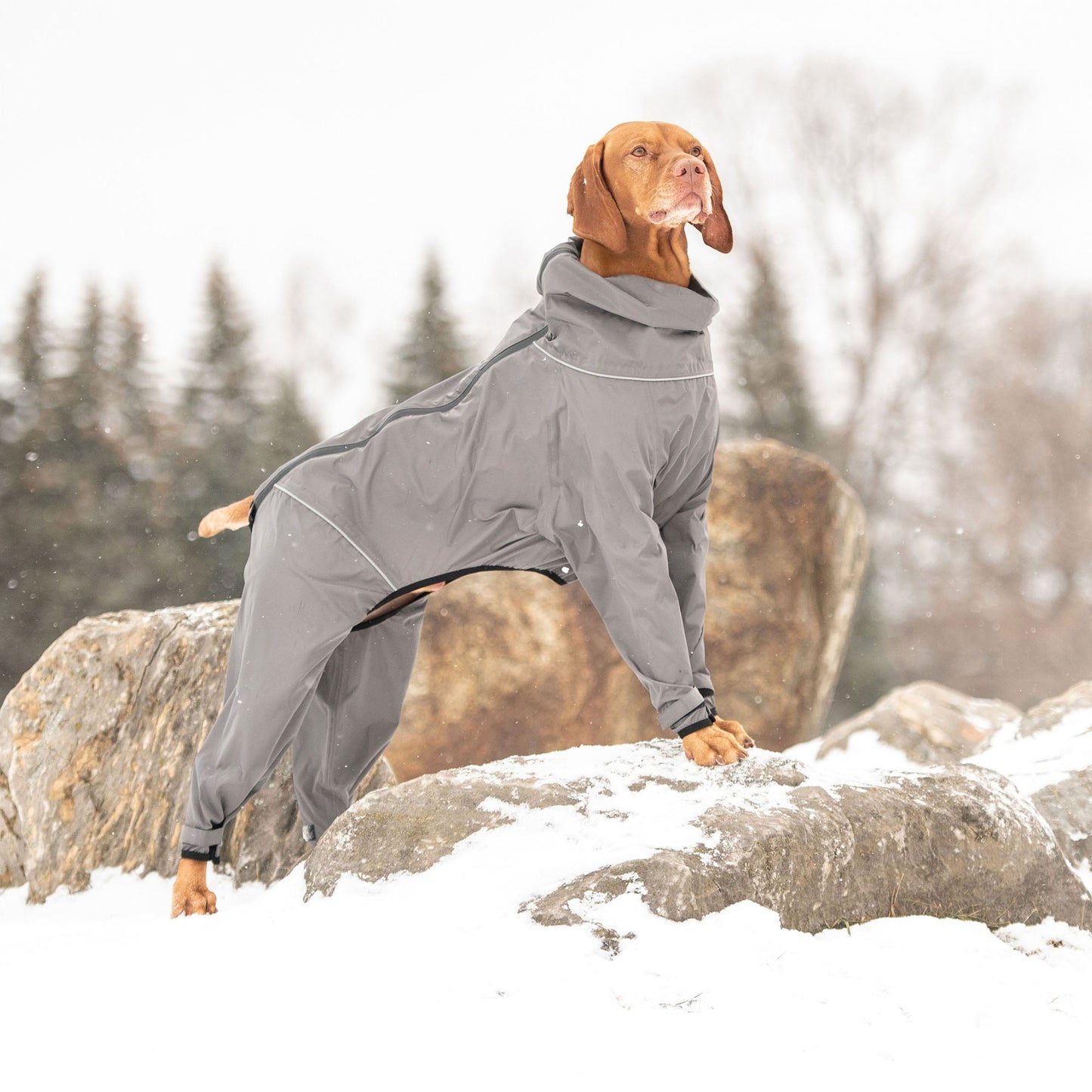 Splash Suit Charcoal Dog Raincoats Premium Pet Supply - gallery image 6