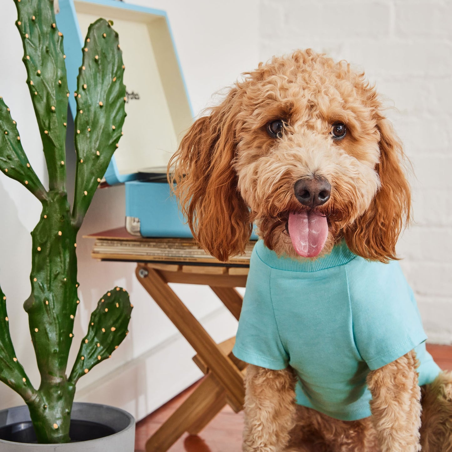 Graphic Tee Aqua Dog Shirts Premium Pet Supply Premium - gallery image 5
