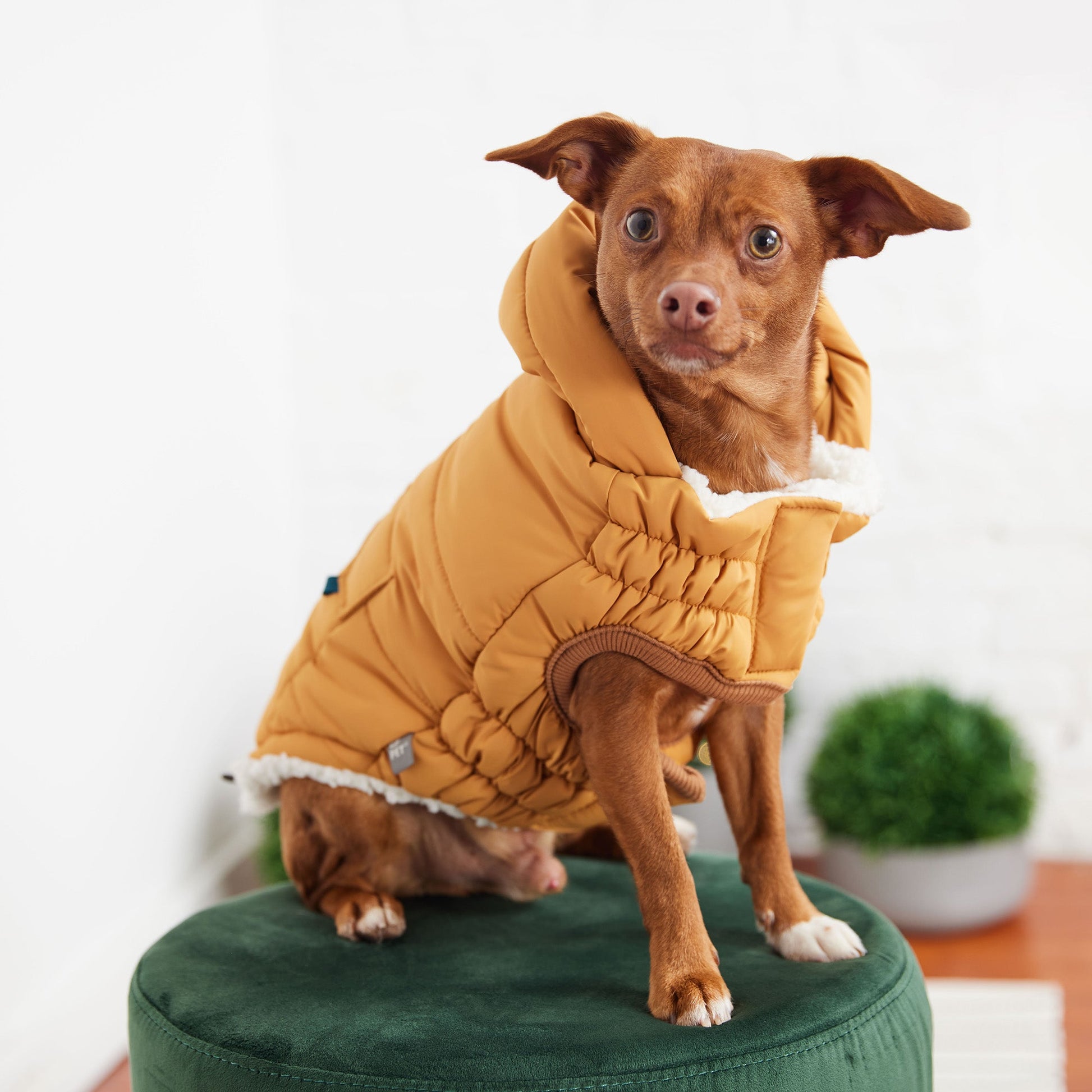The Puff Parka Yellow Dog Apparel Premium Pet Supply Premium - close up view