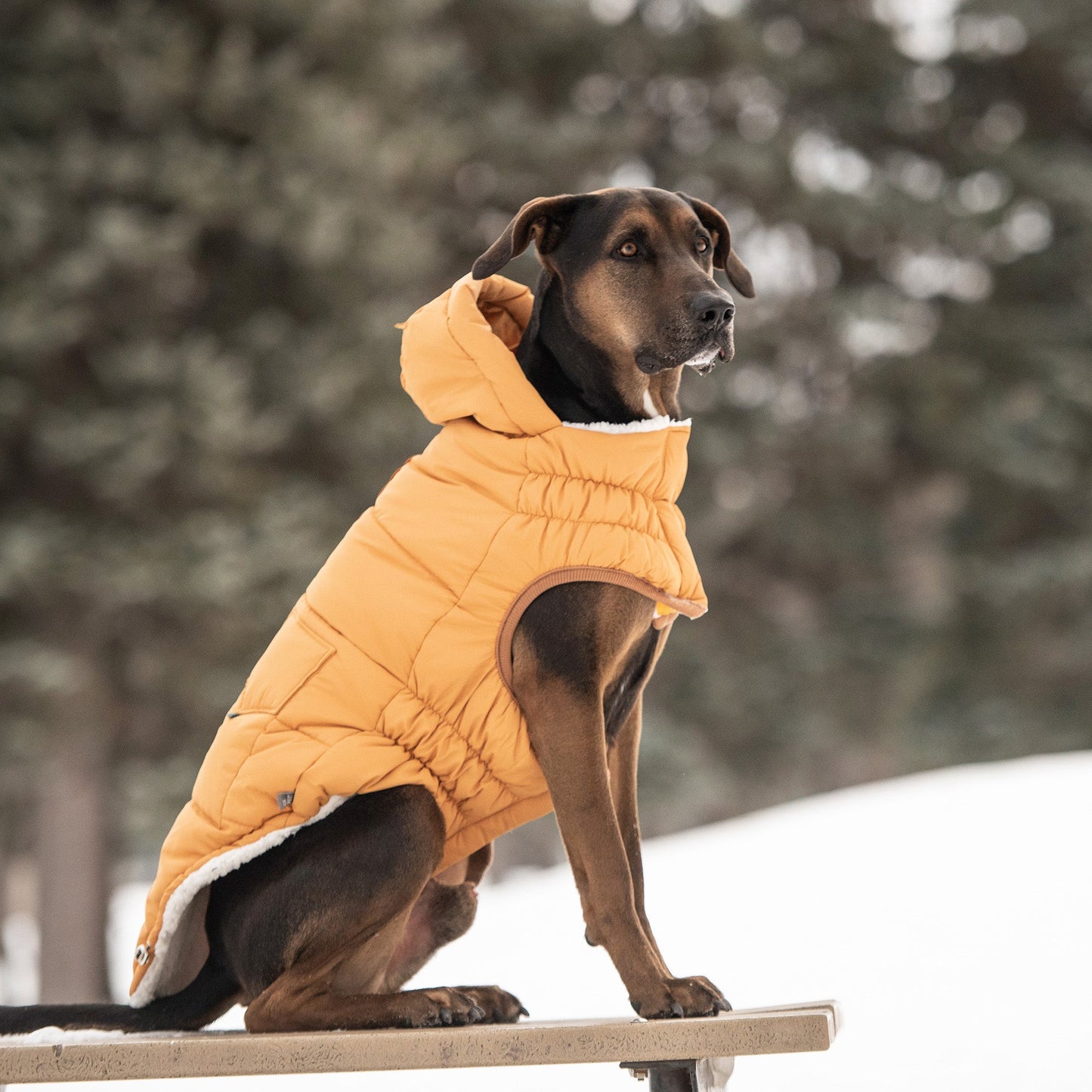 The Puff Parka Yellow Dog Apparel Premium Pet Supply Premium - gallery image 5