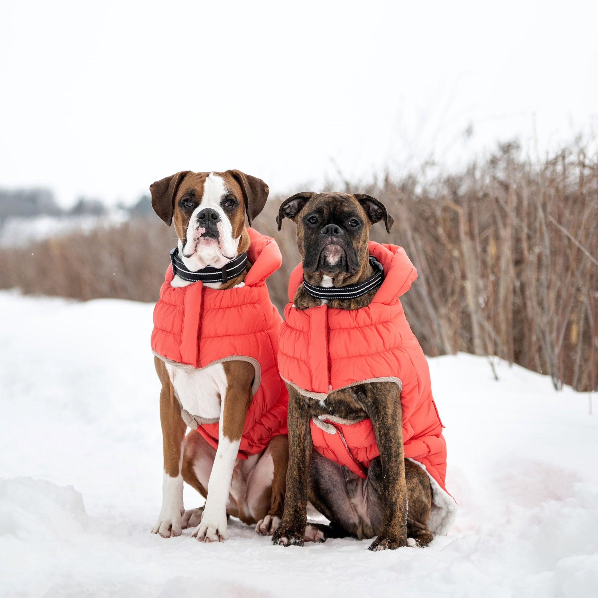 Nordic Parka Dog Jackets Premium Pet Supply Premium - gallery image 7