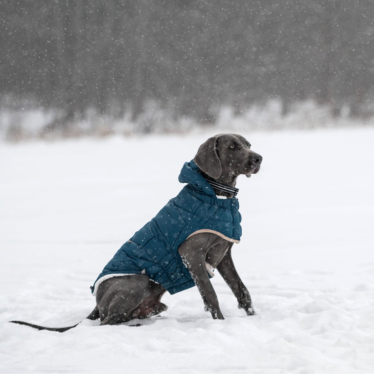 Nordic Parka Dog Jackets Premium Pet Supply Premium - gallery image 16