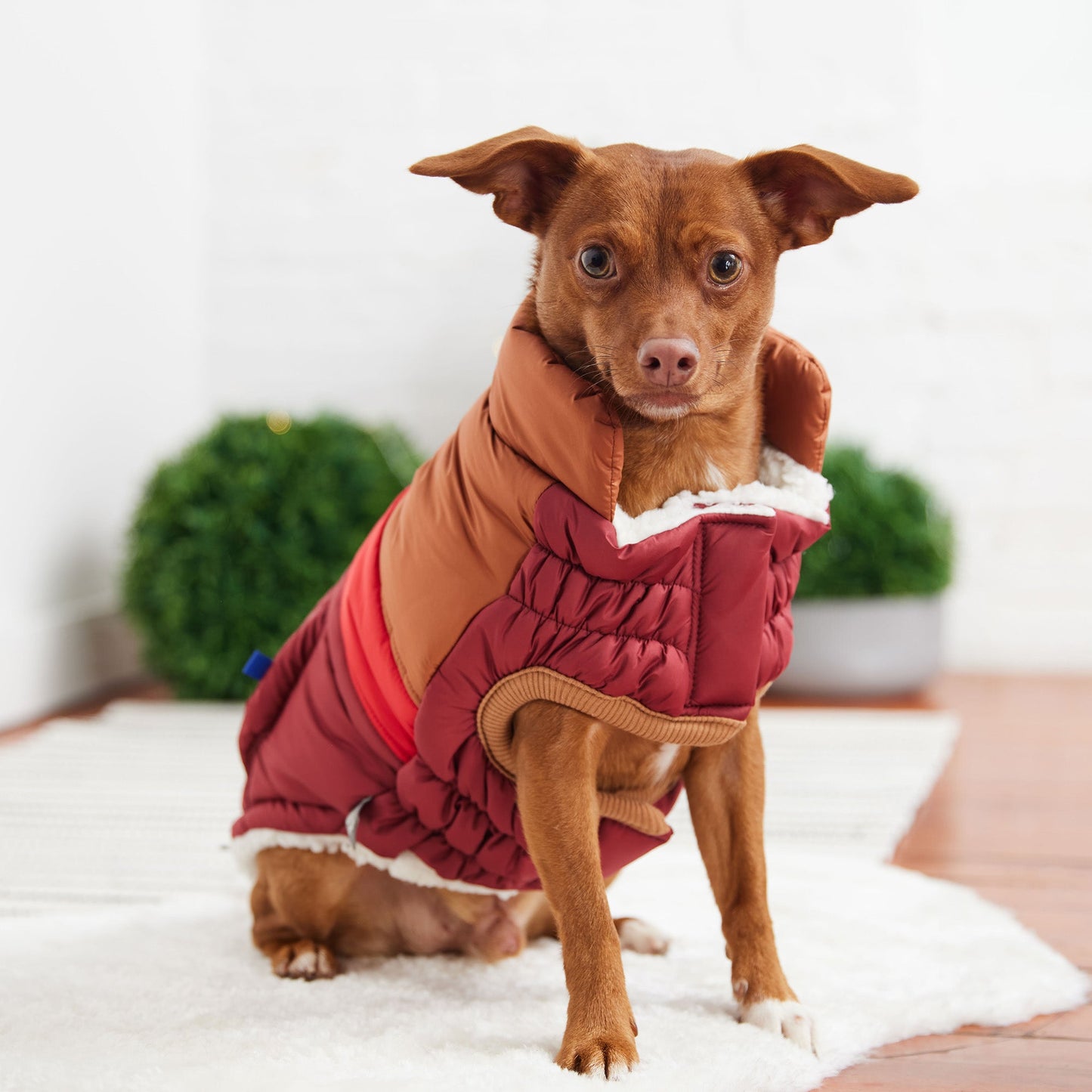 Dog Apparel Outdoor Comfort Adjustable Dark Red Everyday Wea - close up view