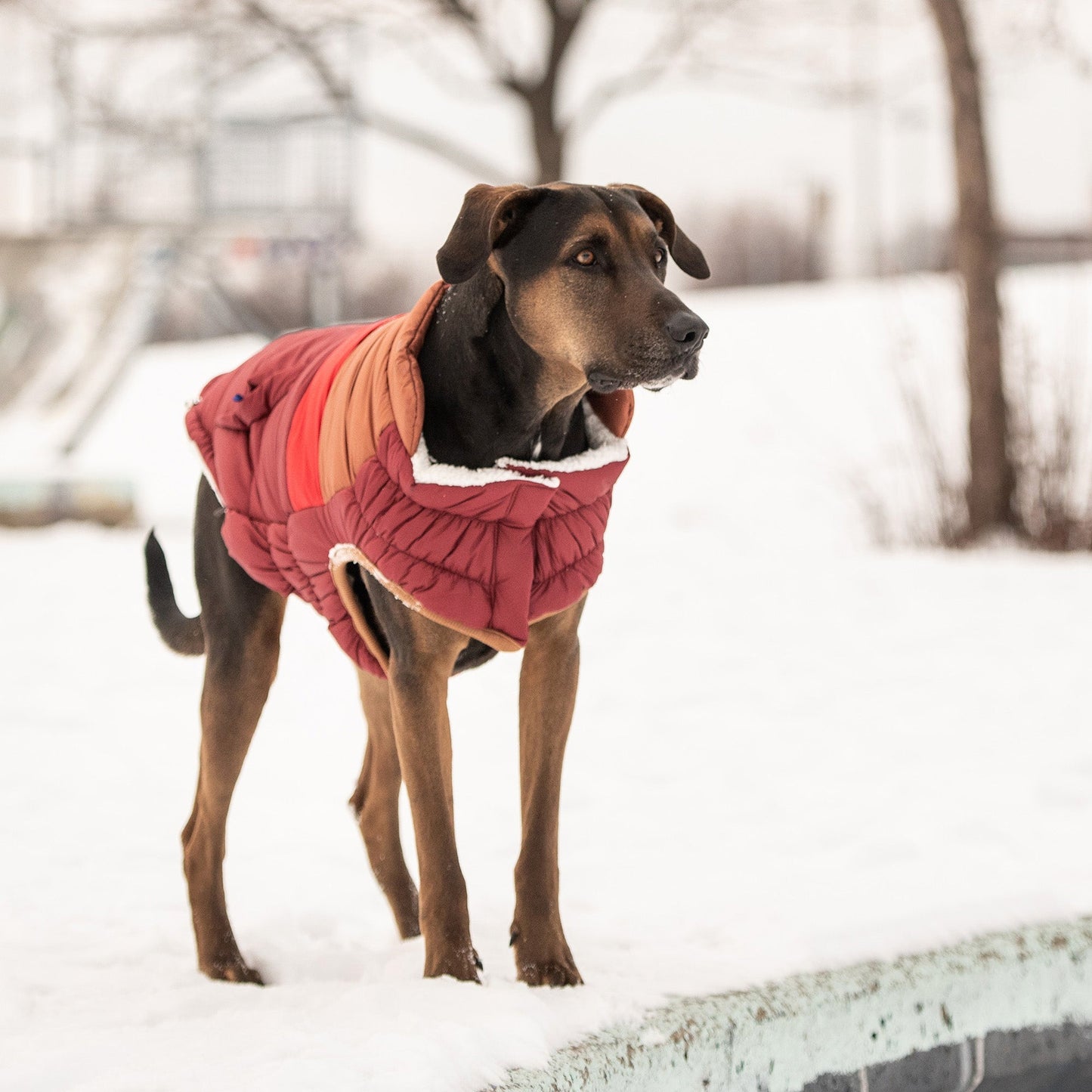 Dog Apparel Outdoor Comfort Adjustable Dark Red Everyday Wea - gallery image 5